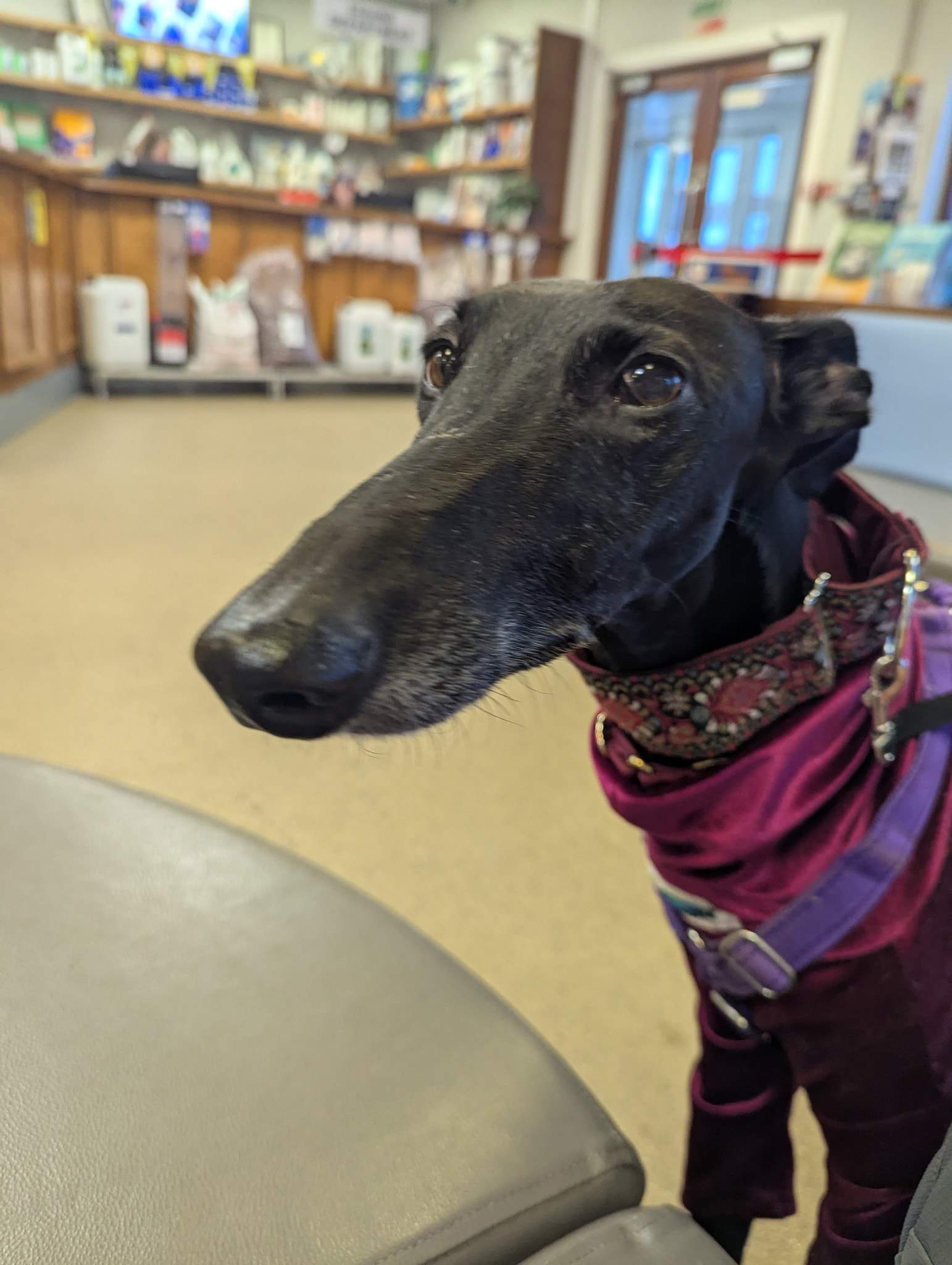 guijo_1203342385339381