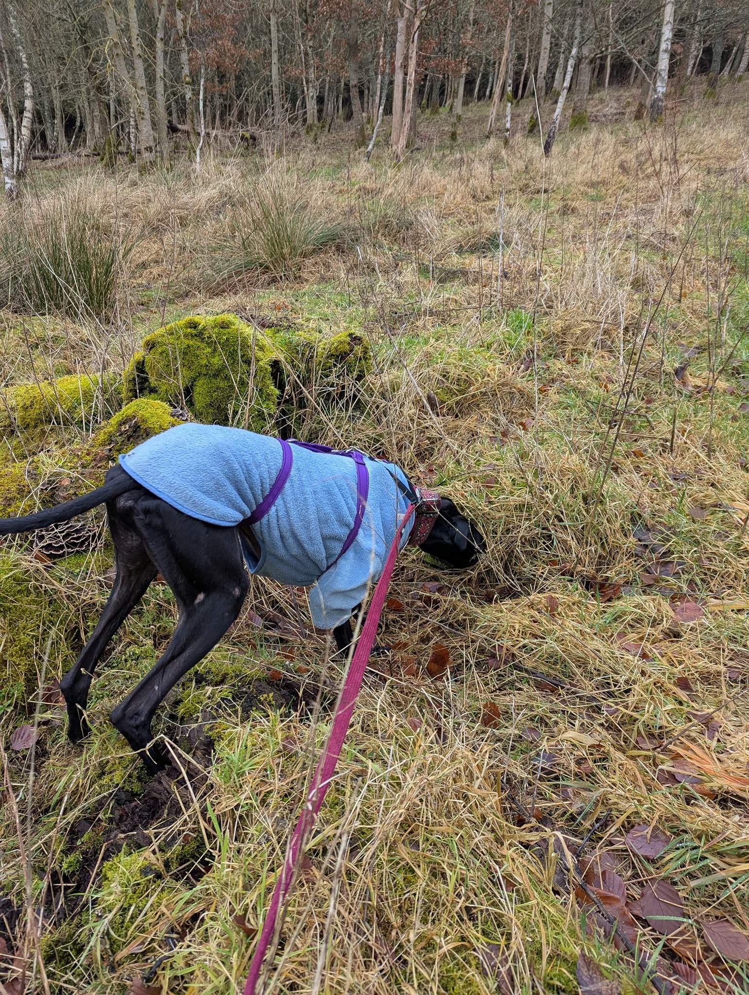 guijo_1210580617948891