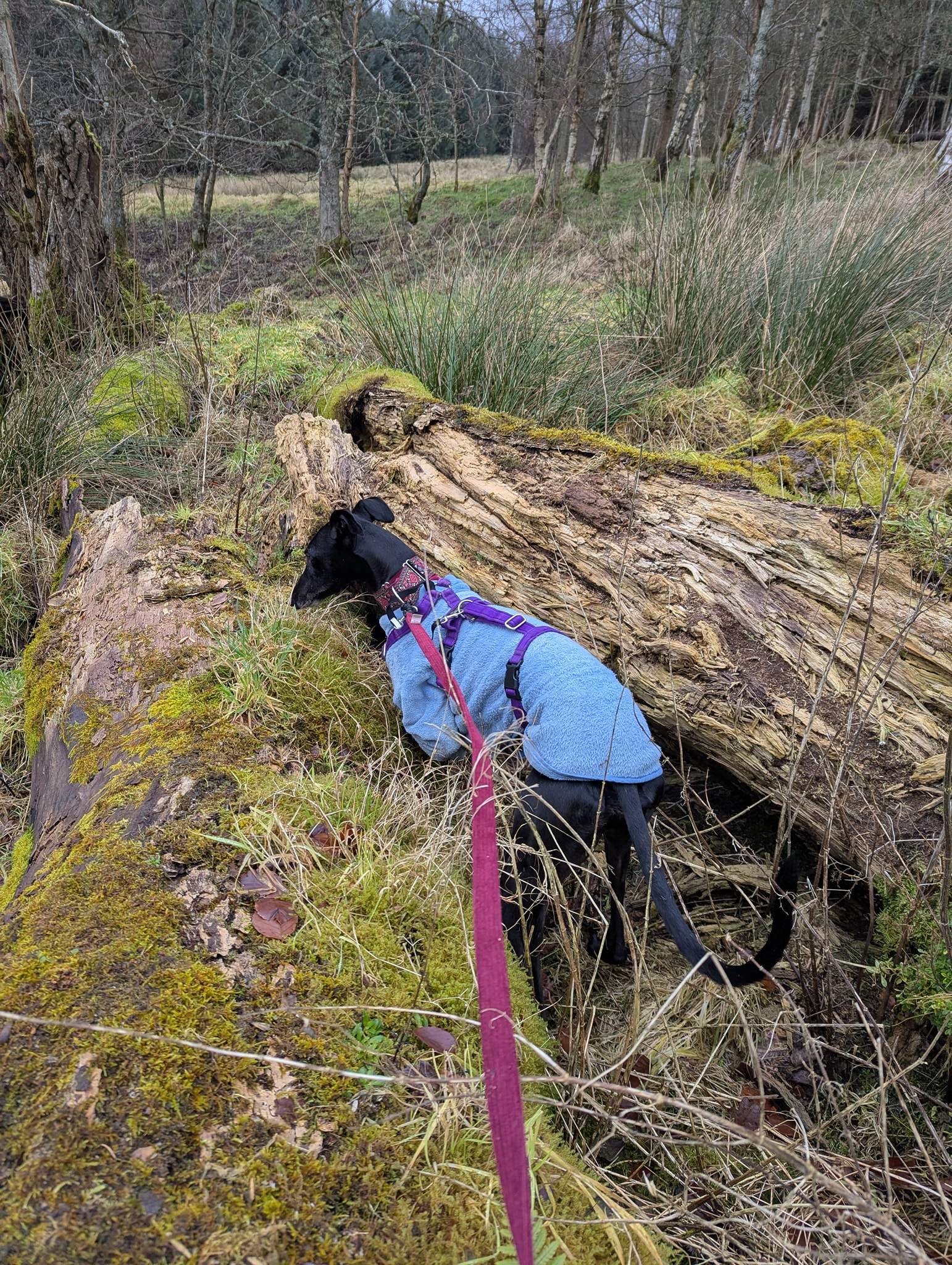 guijo_1210580651282221