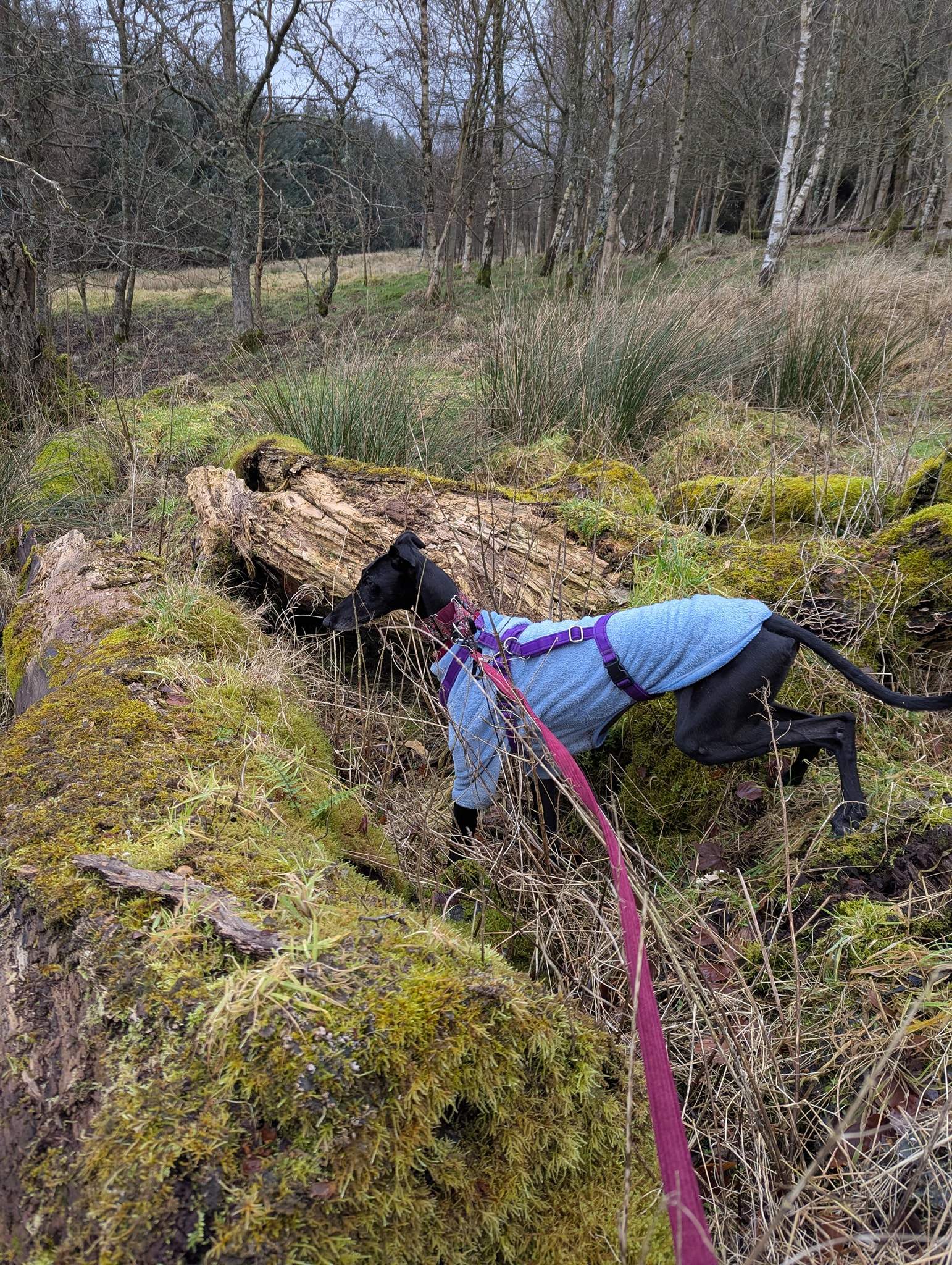 guijo_1210580677948885