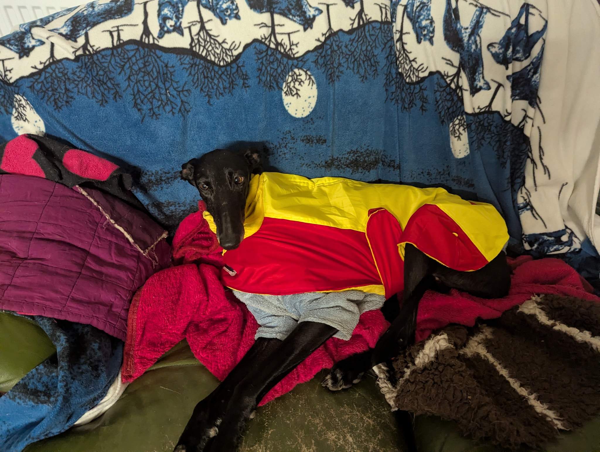 guijo_1210580714615548