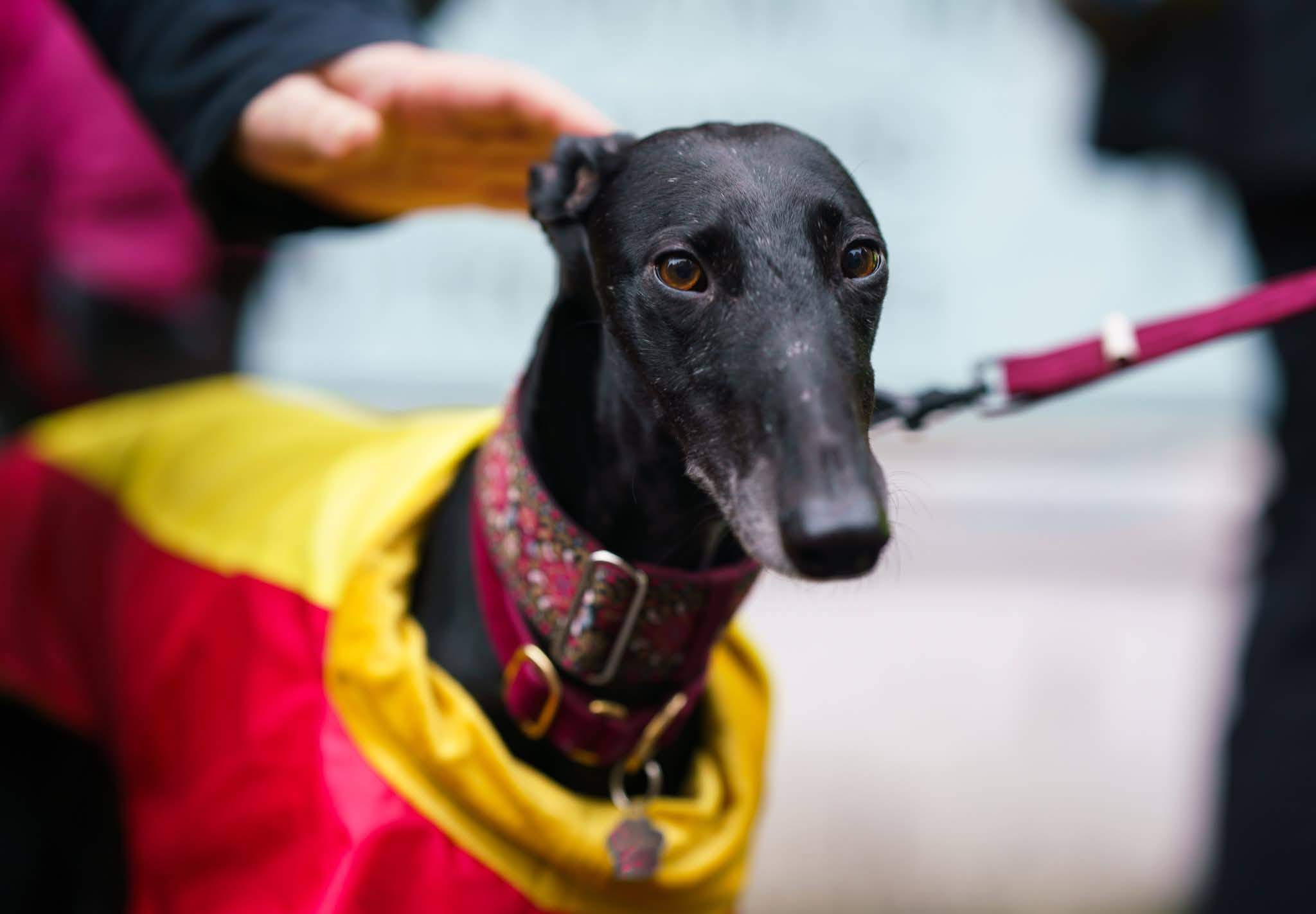 guijo_1212861151054171