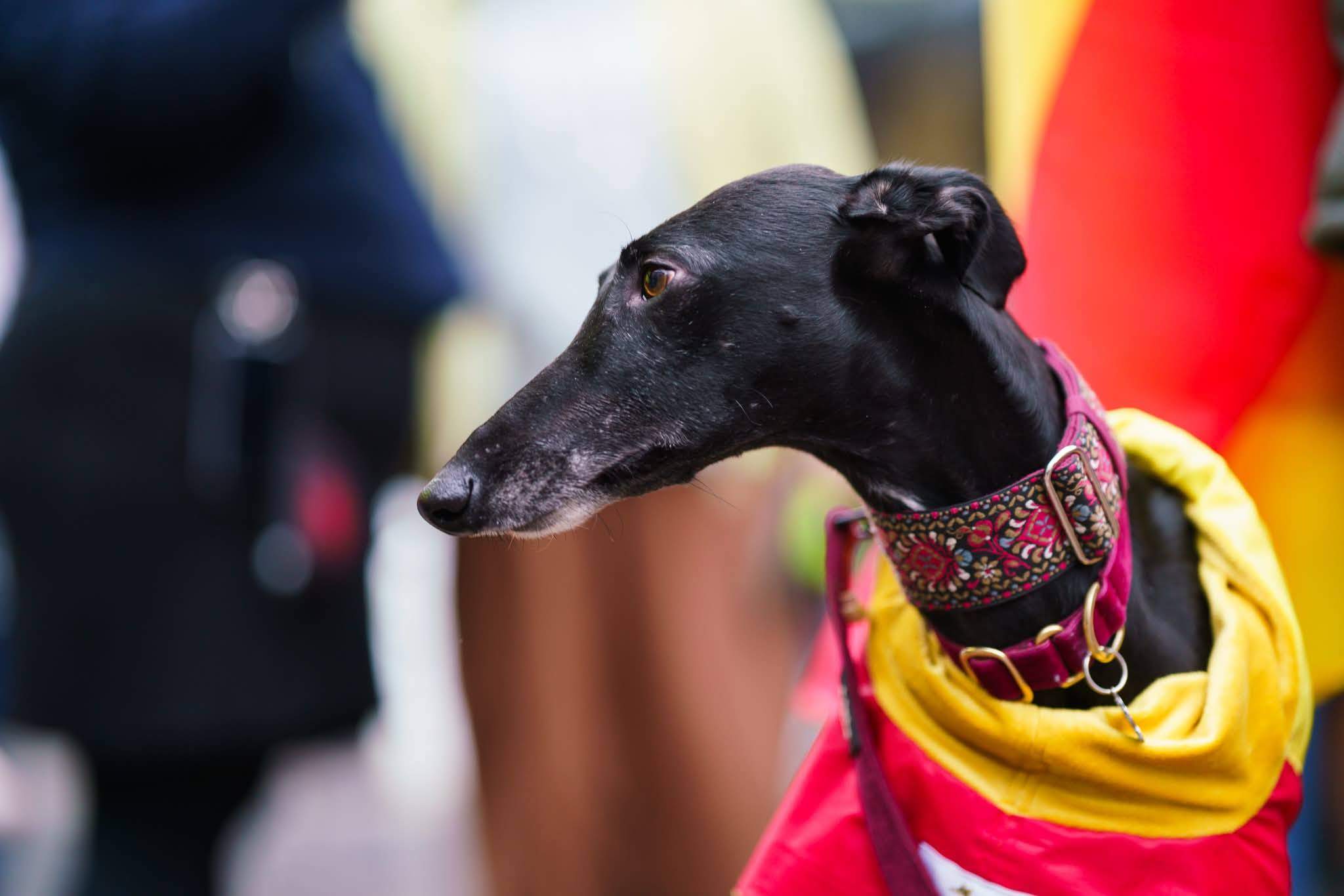 guijo_1212861221054164