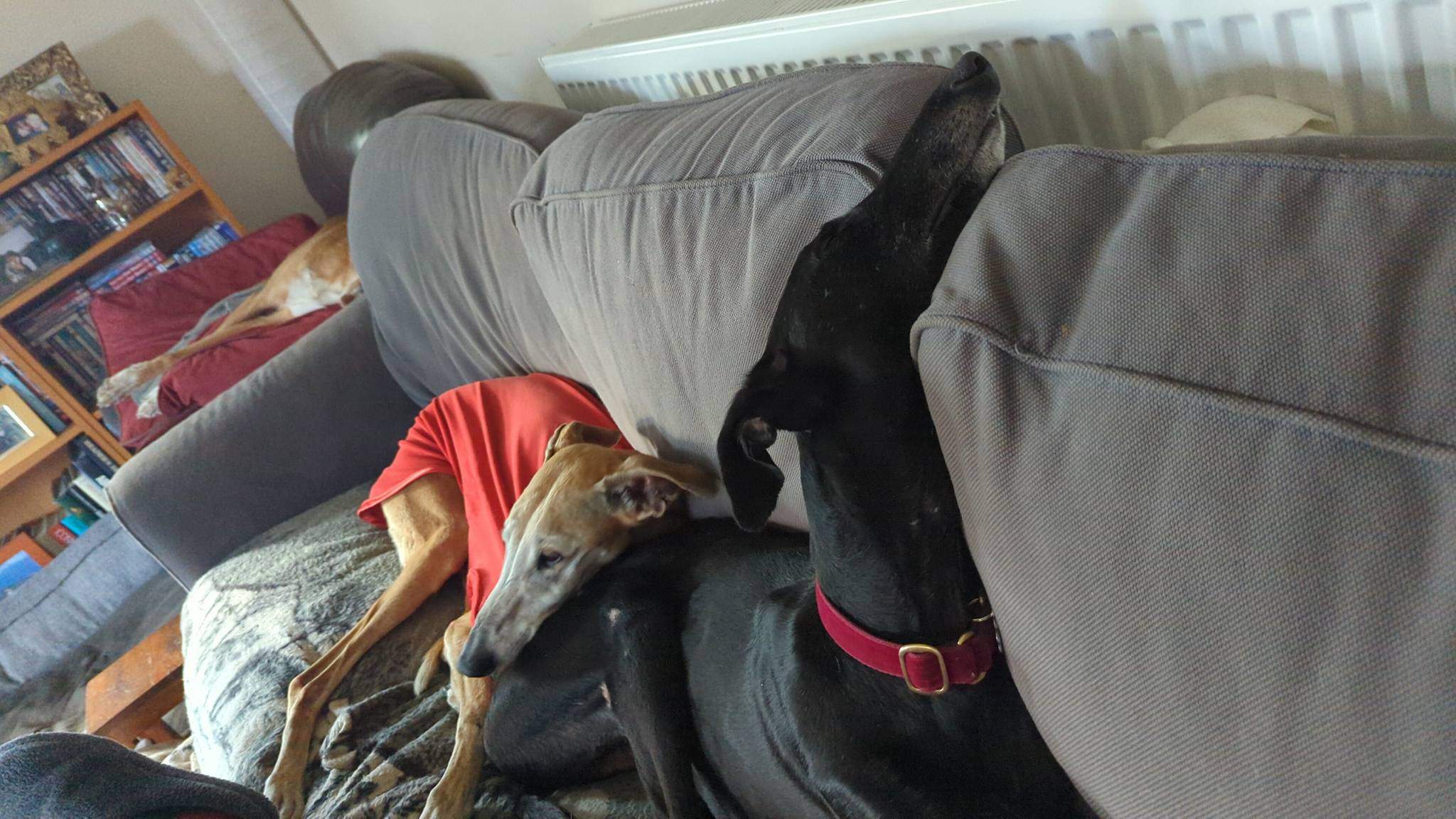 guijo_1212861287720824