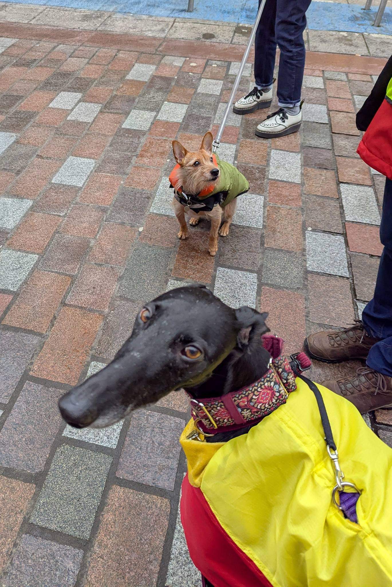 guijo_1212861334387486