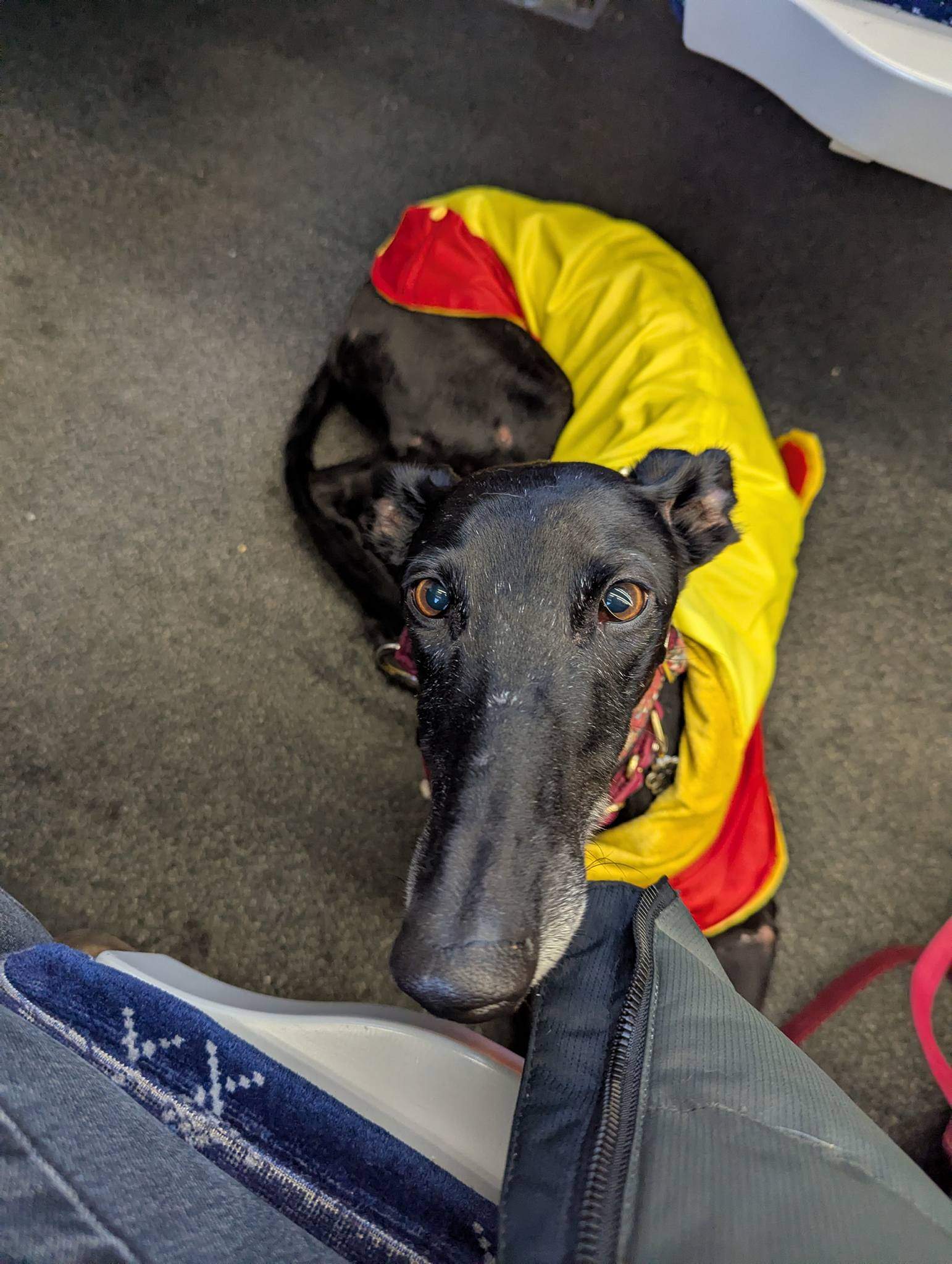 guijo_1212861387720814