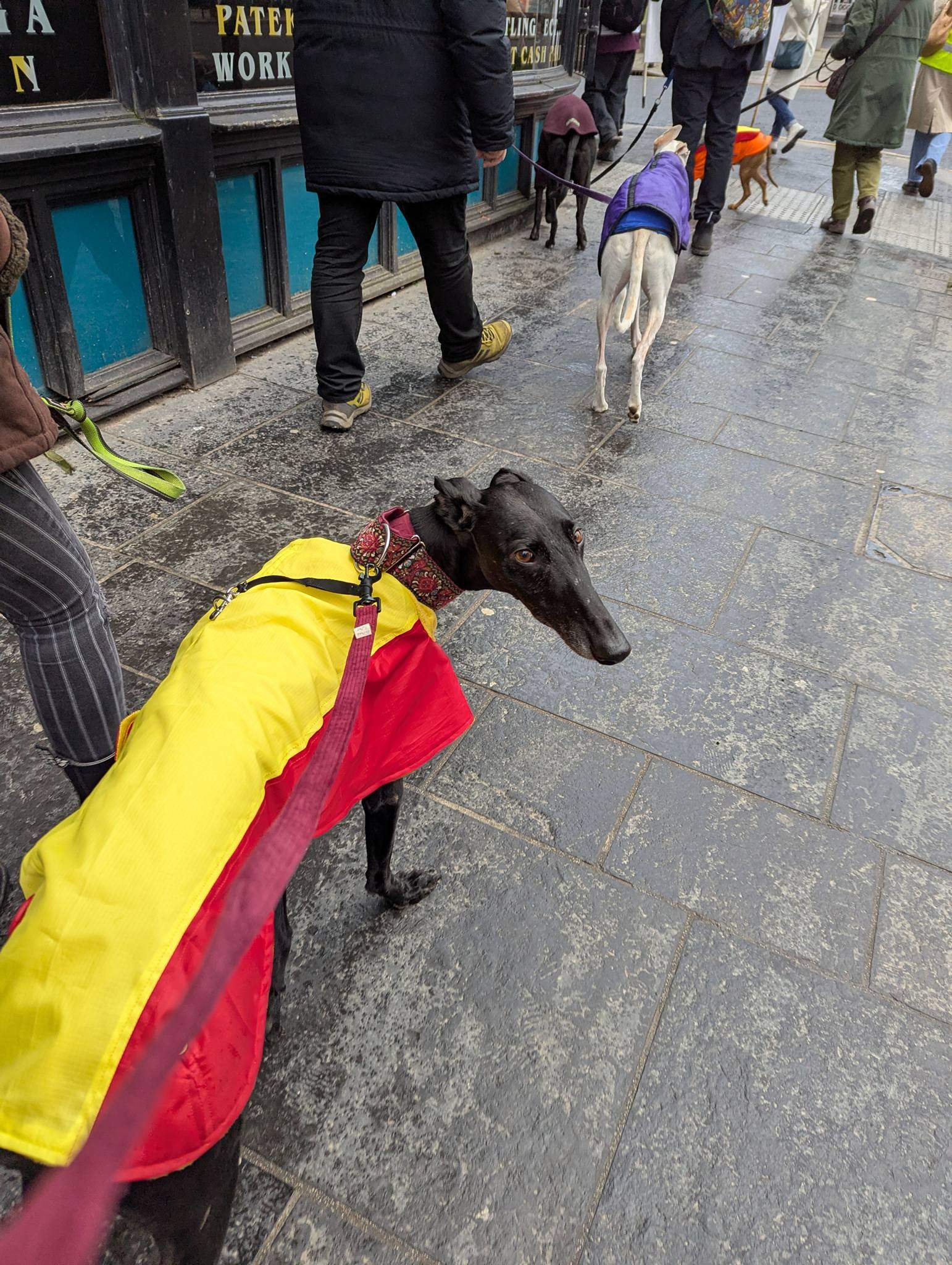 guijo_1212861447720808