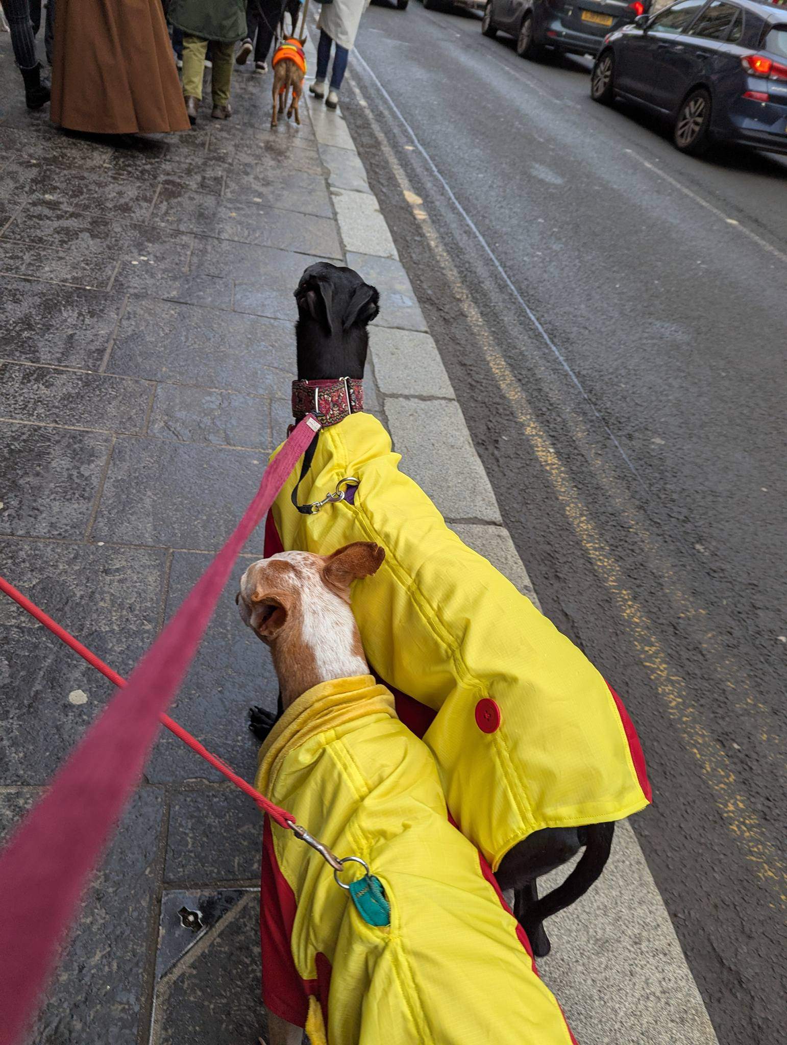 guijo_1212861574387462