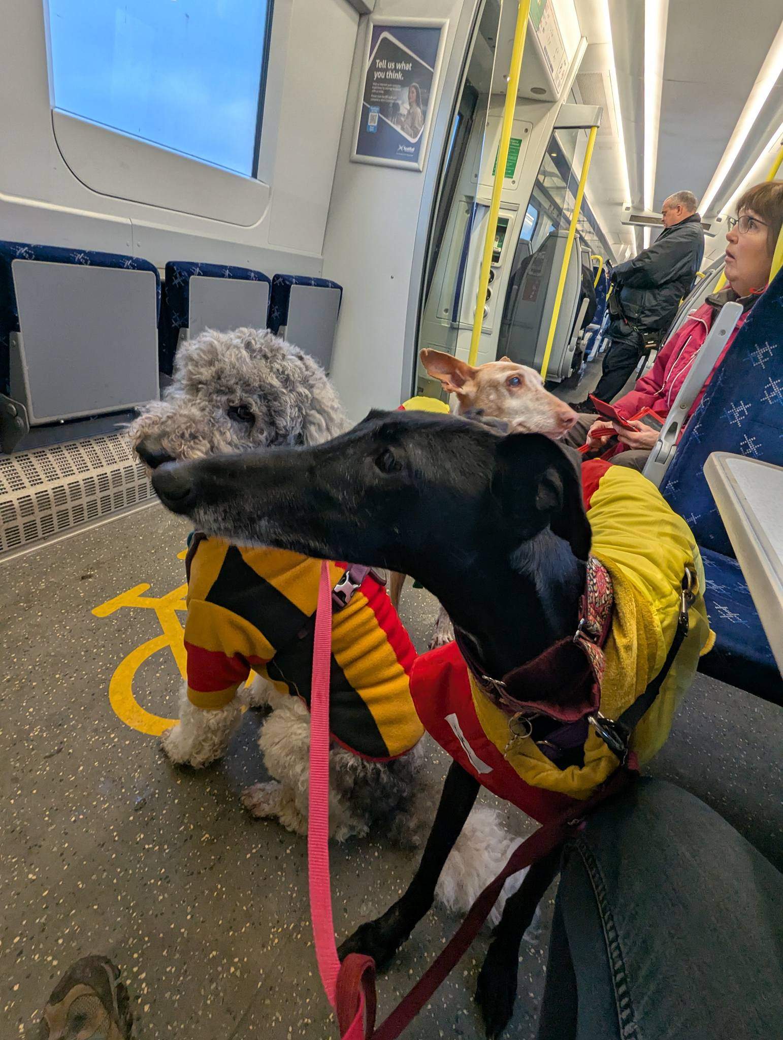 guijo_1212861704387449