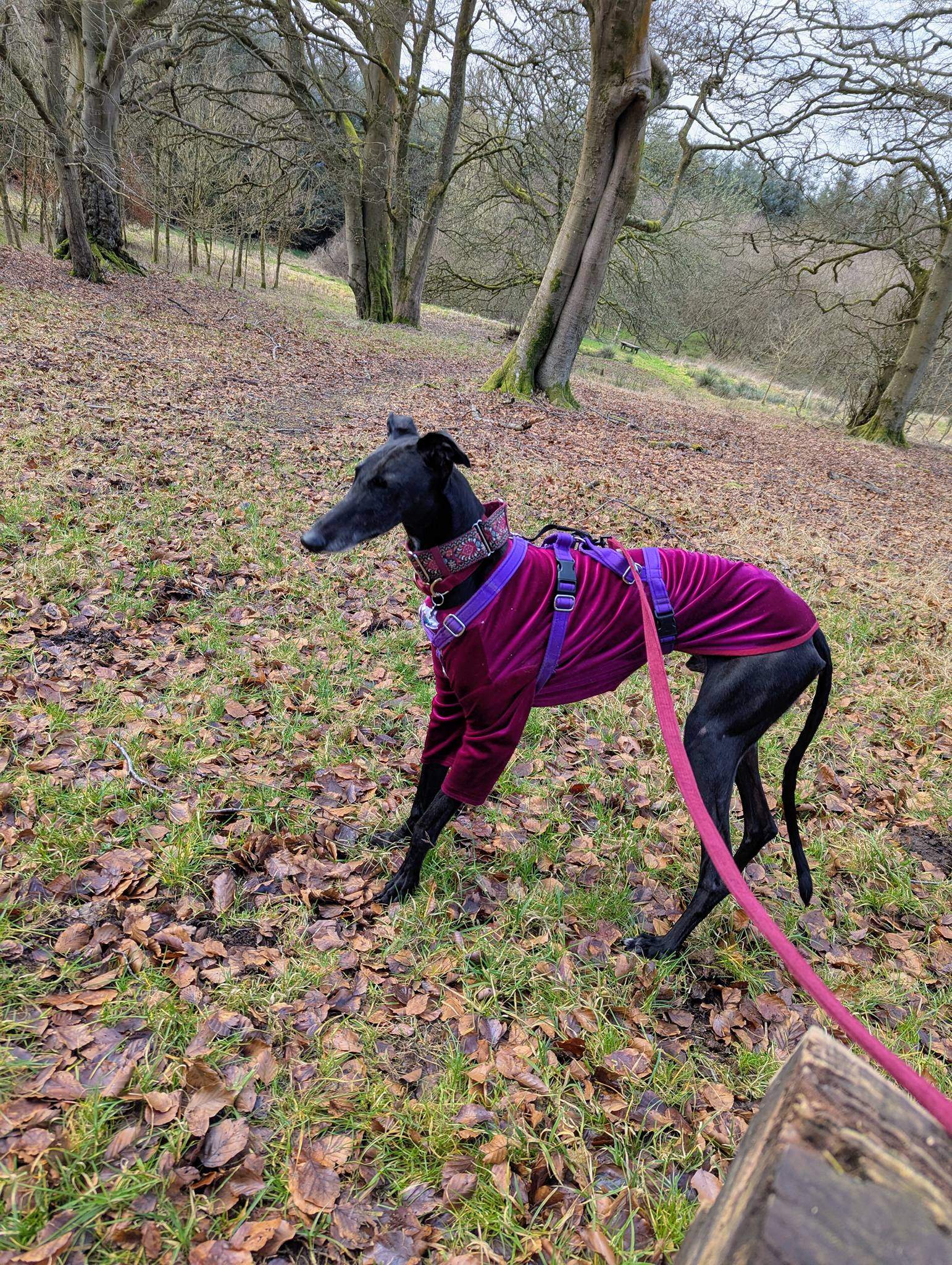 guijo_1212861841054102