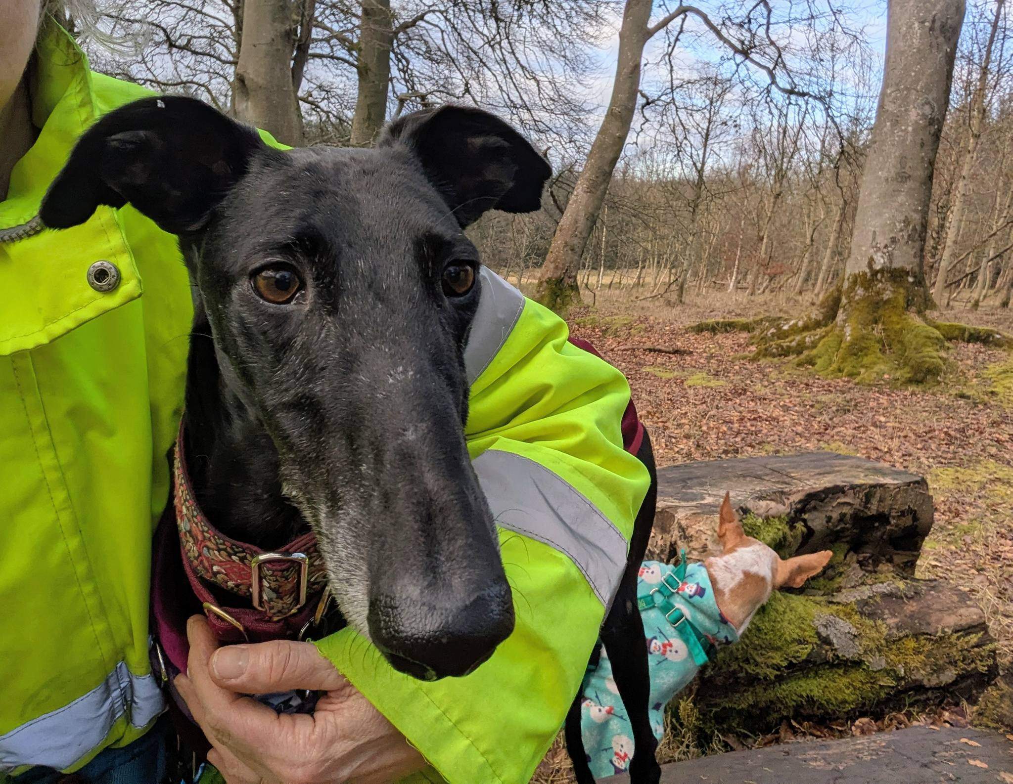 guijo_1212862011054085