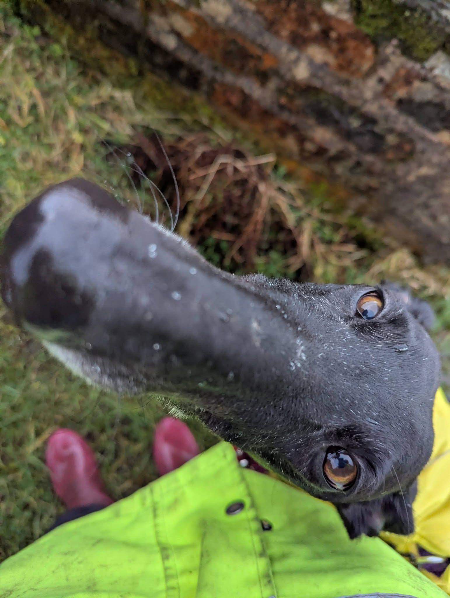 guijo_1223300623343557