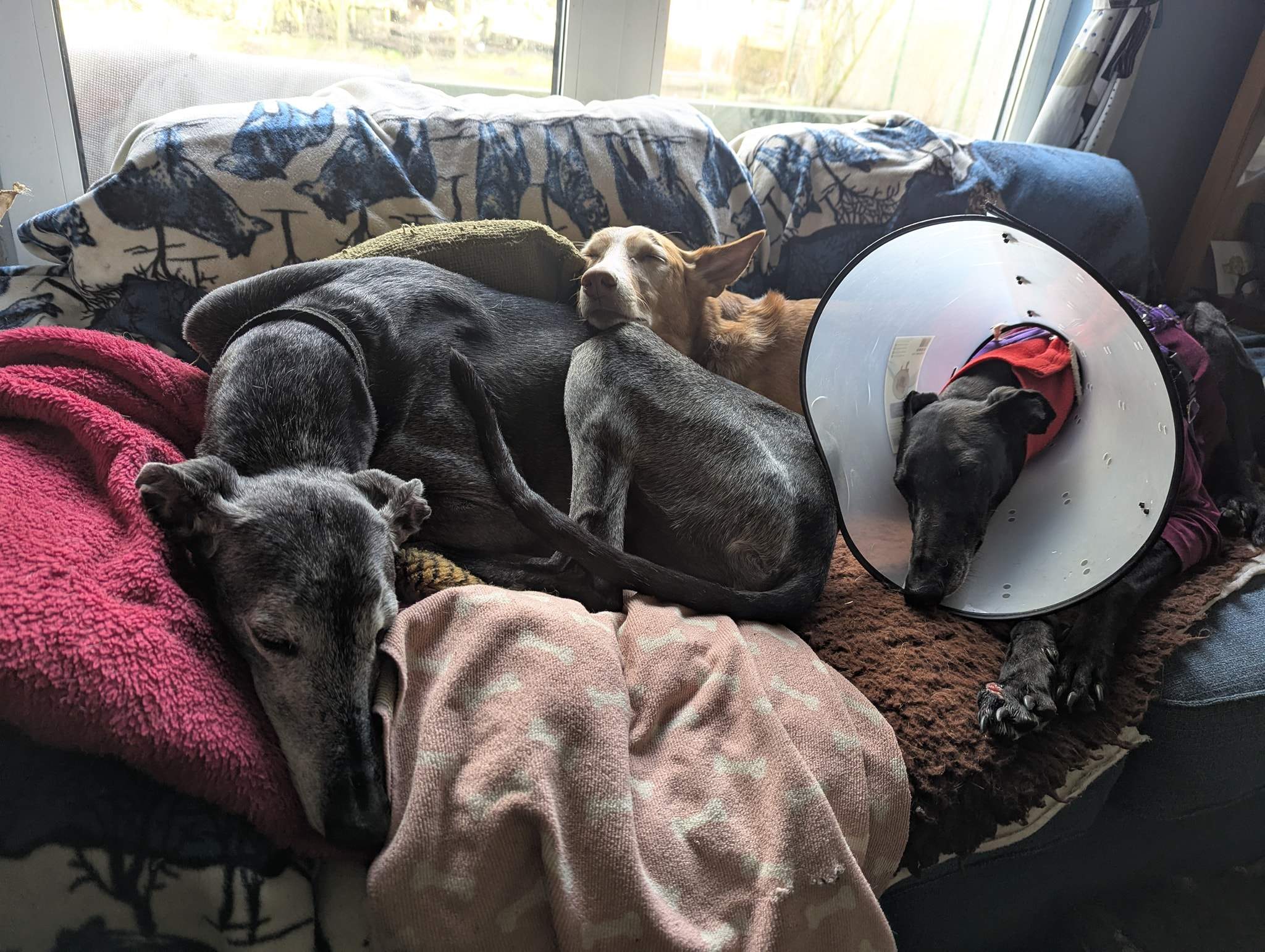 guijo_1233796275627325