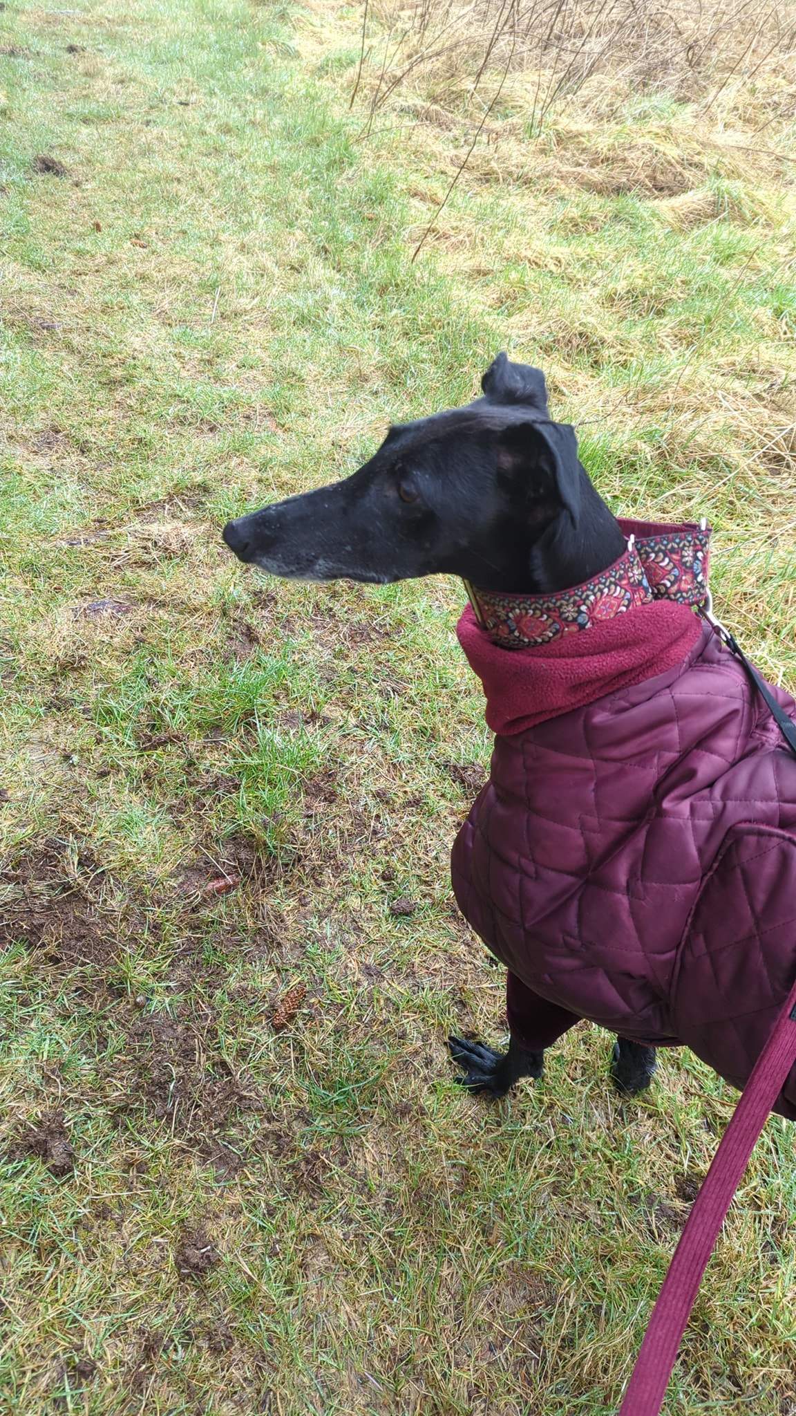 guijo_1233796372293982