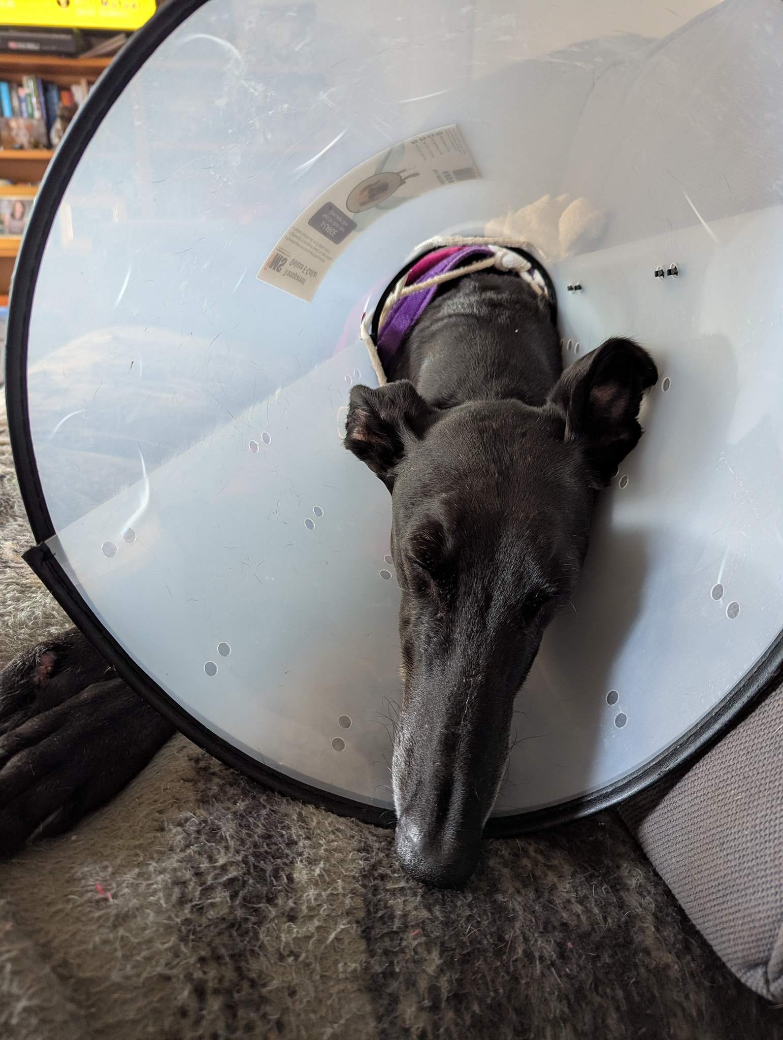 guijo_1233796495627303