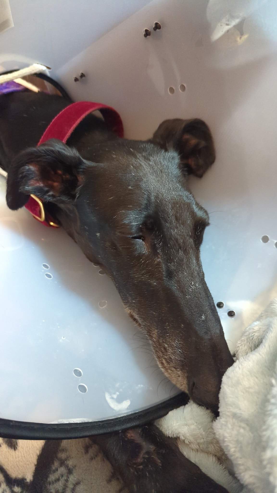 guijo_1233796542293965