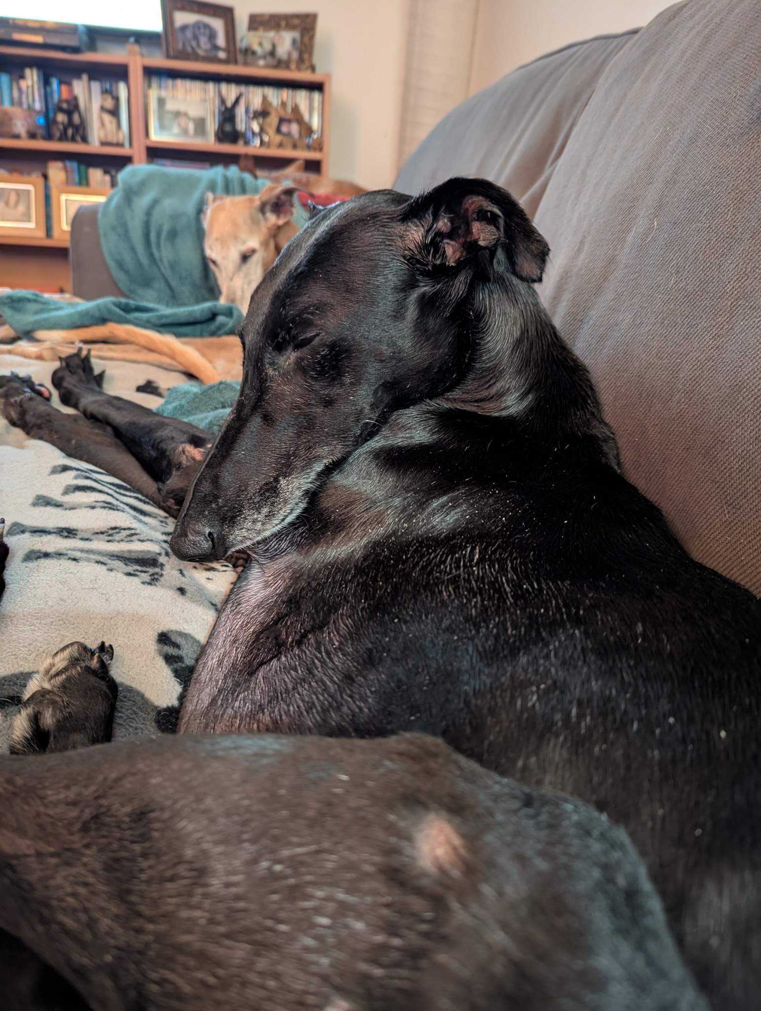 guijo_1235856055421347