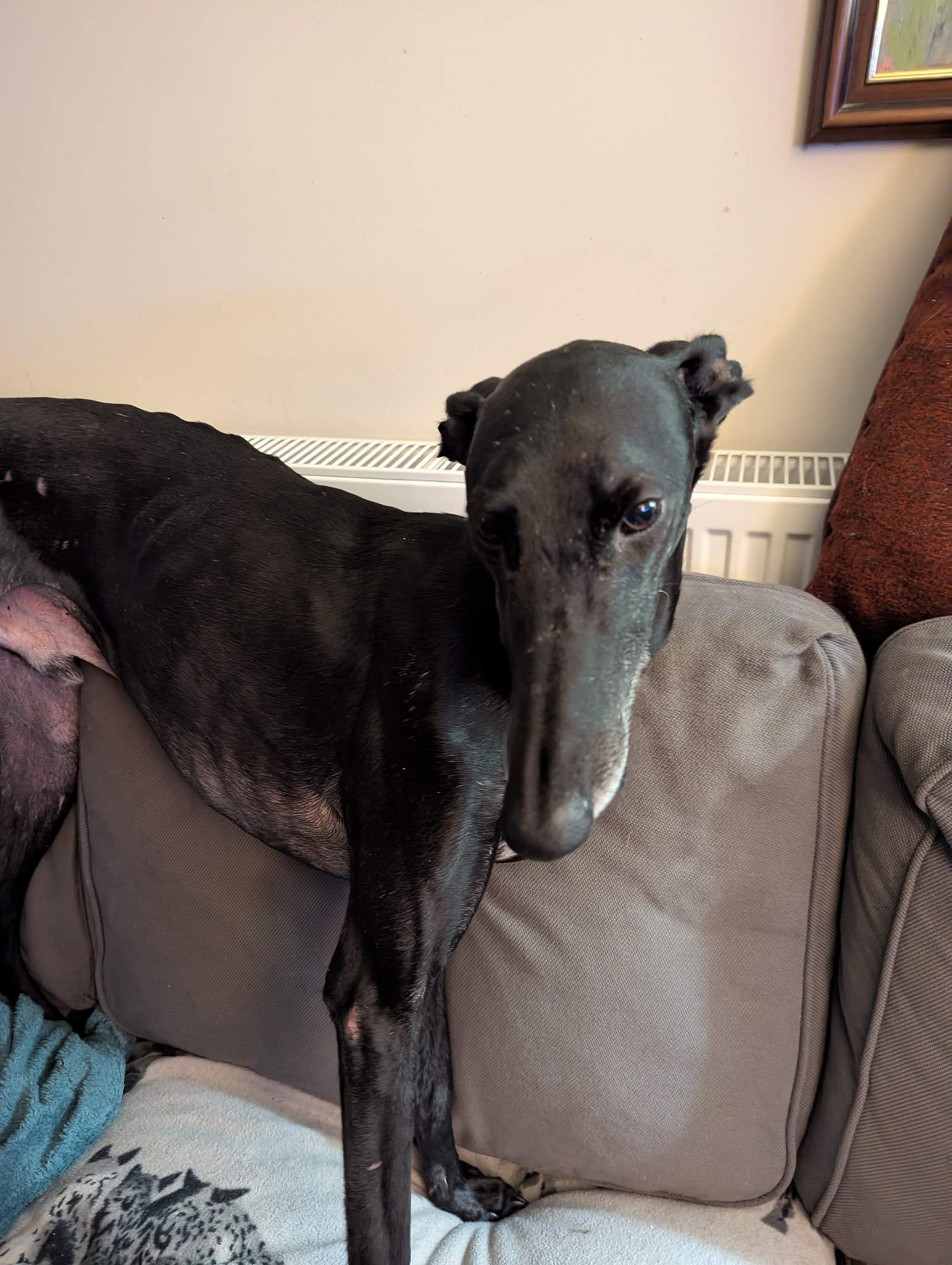 guijo_1235856158754670