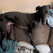 guijo_1235856182088001