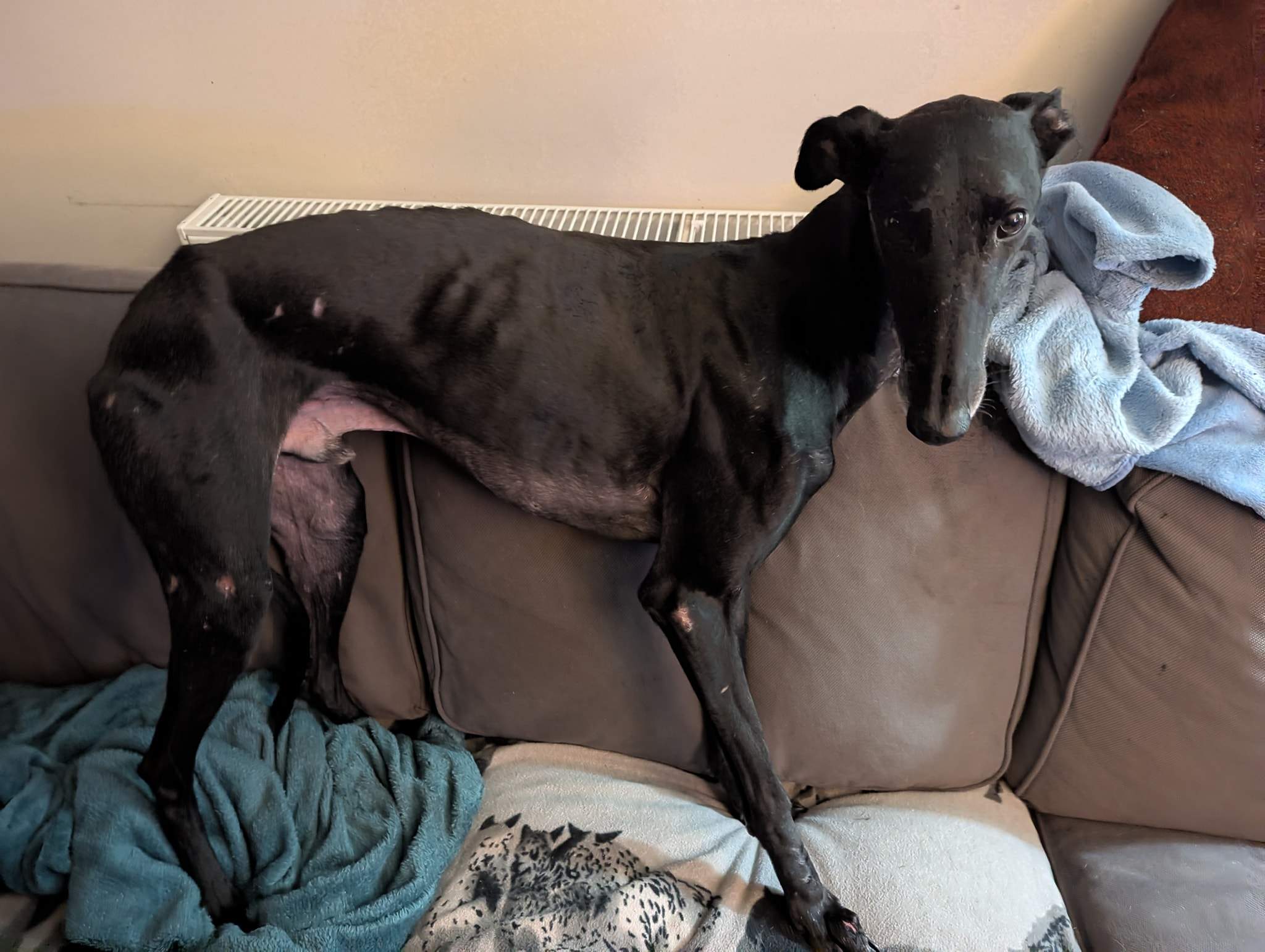 guijo_1235856182088001