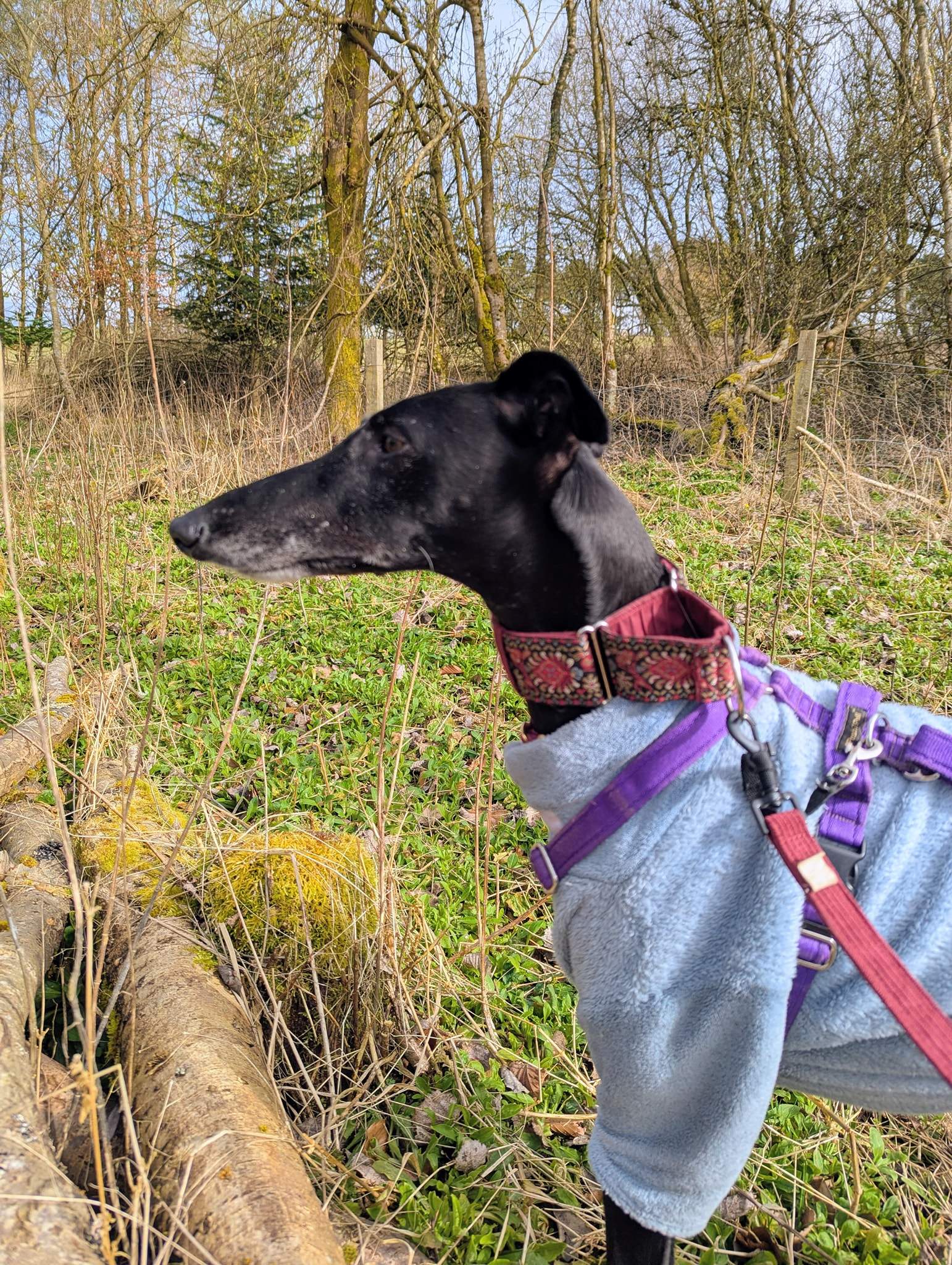 guijo_1248625100811109