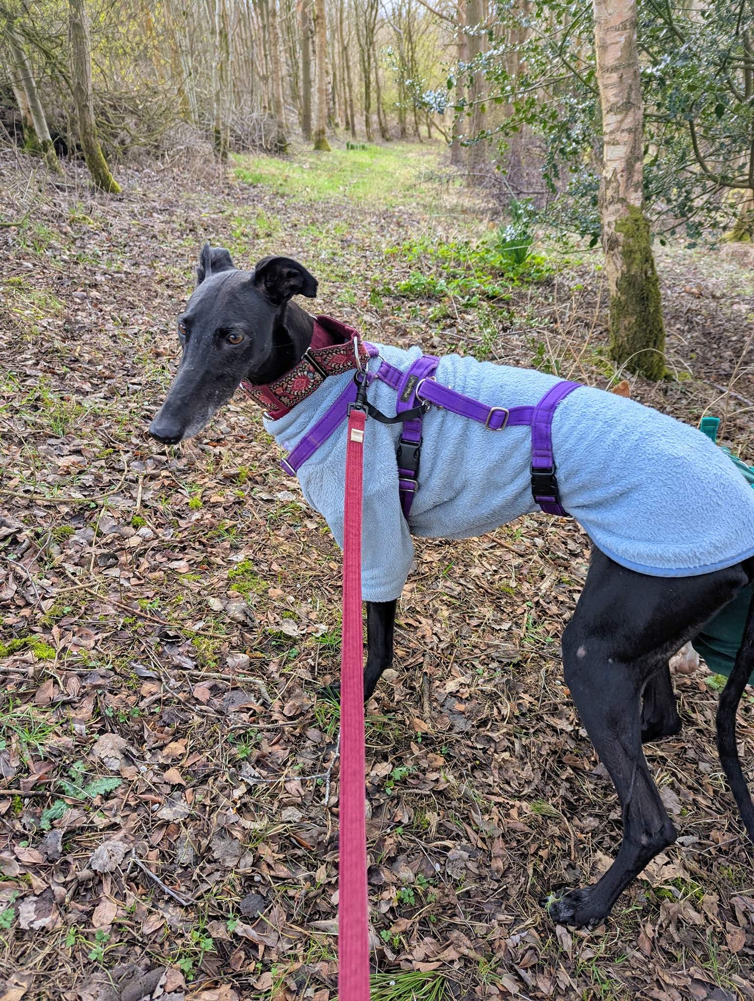 guijo_1248625134144439