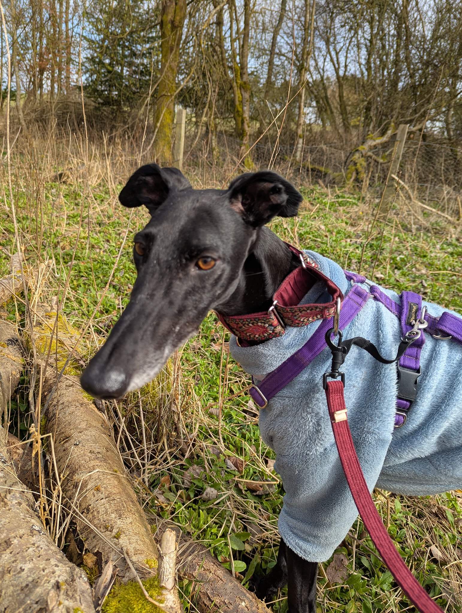 guijo_1248625224144430