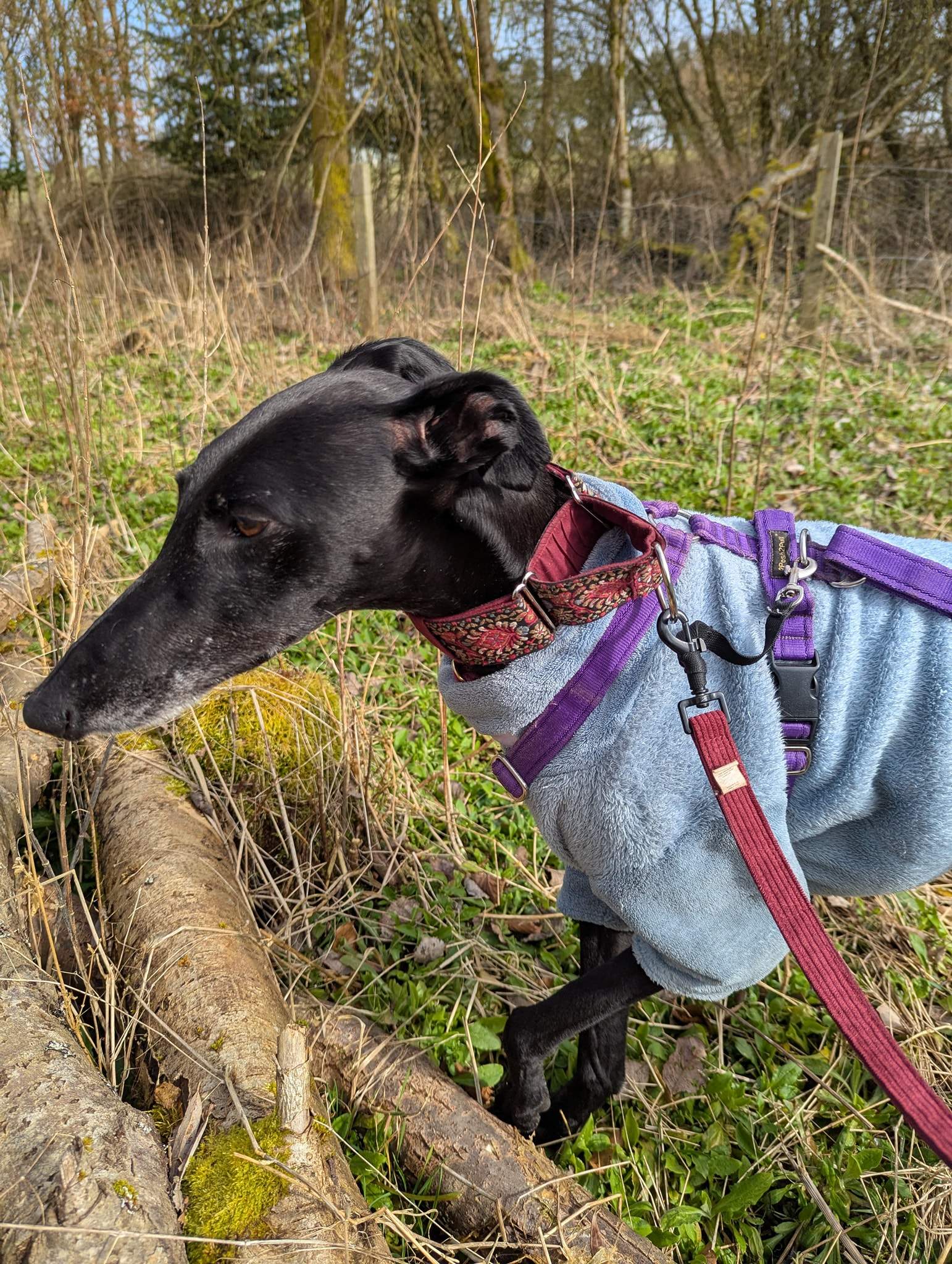 guijo_1248625320811087