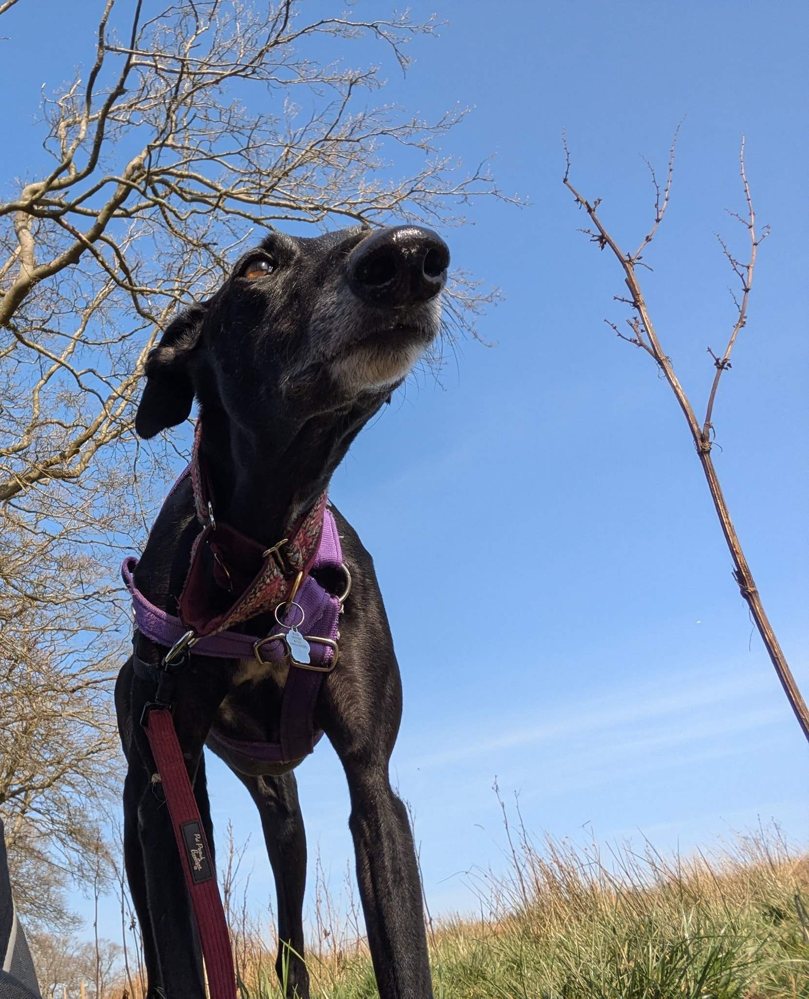 guijo_1250182753988677