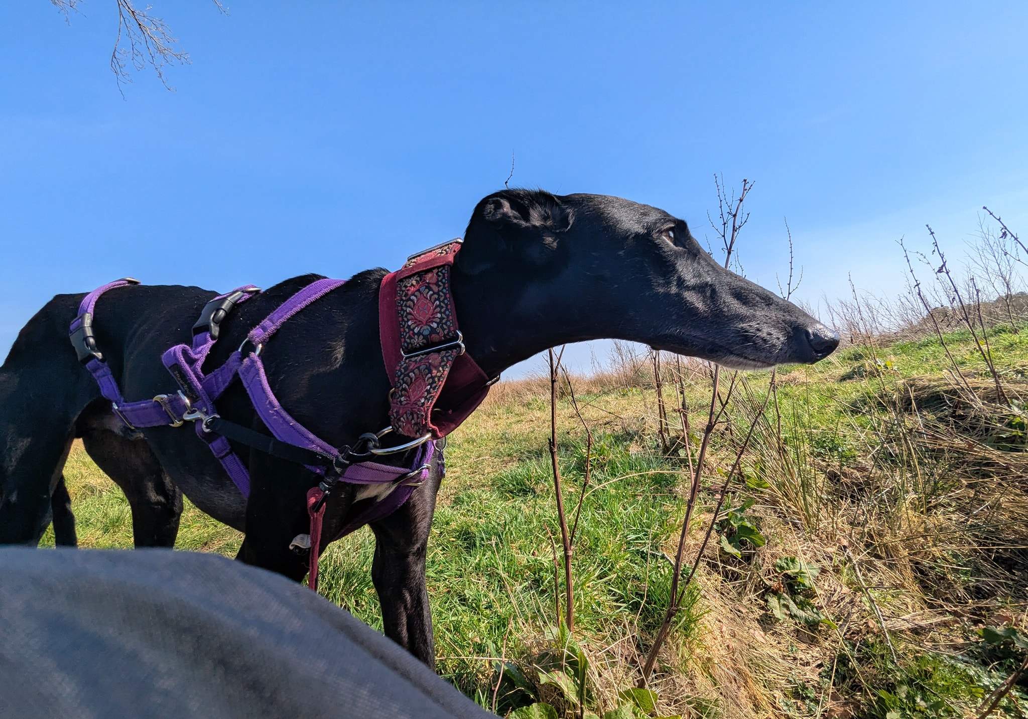 guijo_1250182790655340