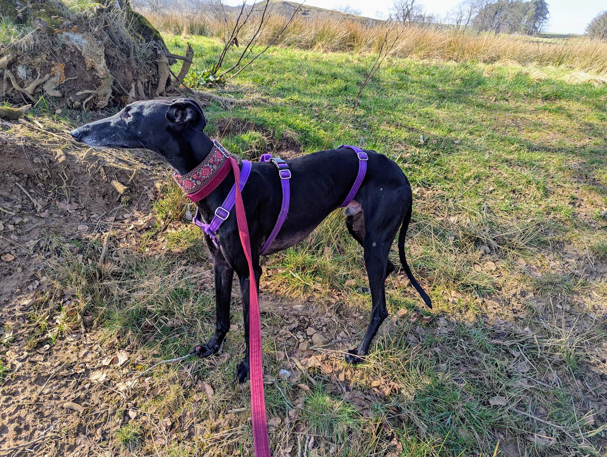 guijo_1250182887321997