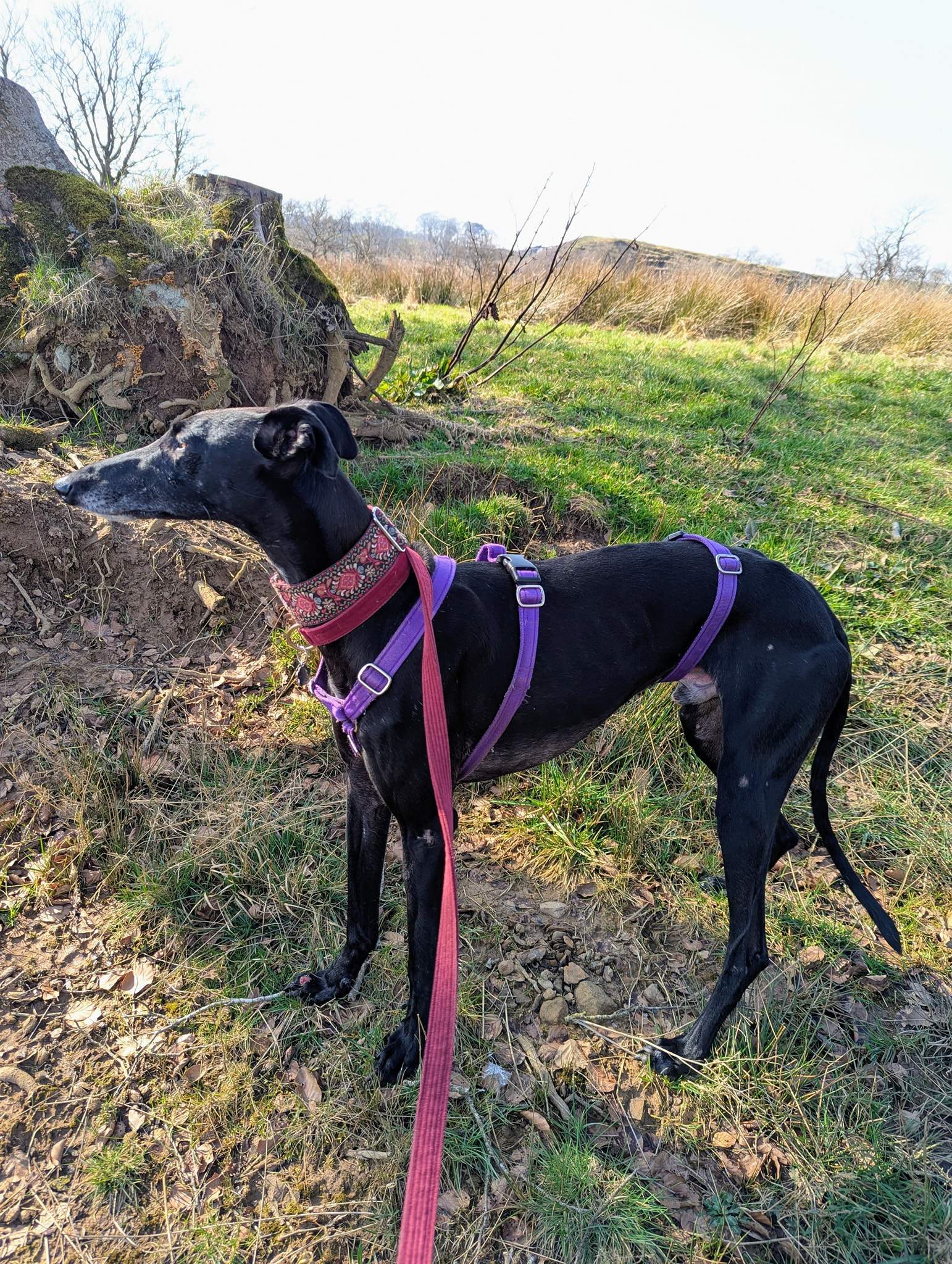 guijo_1250182930655326