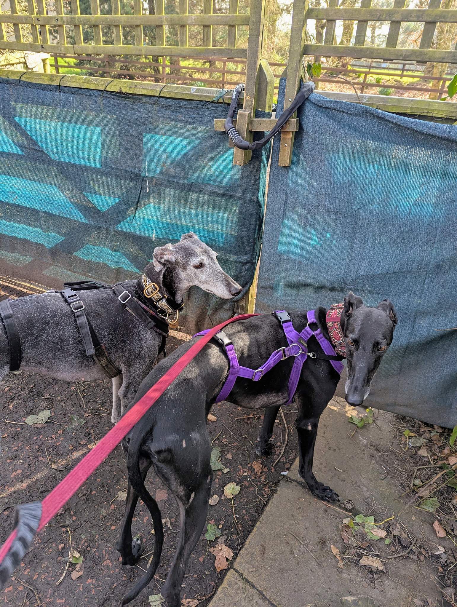 guijo_1250182997321986