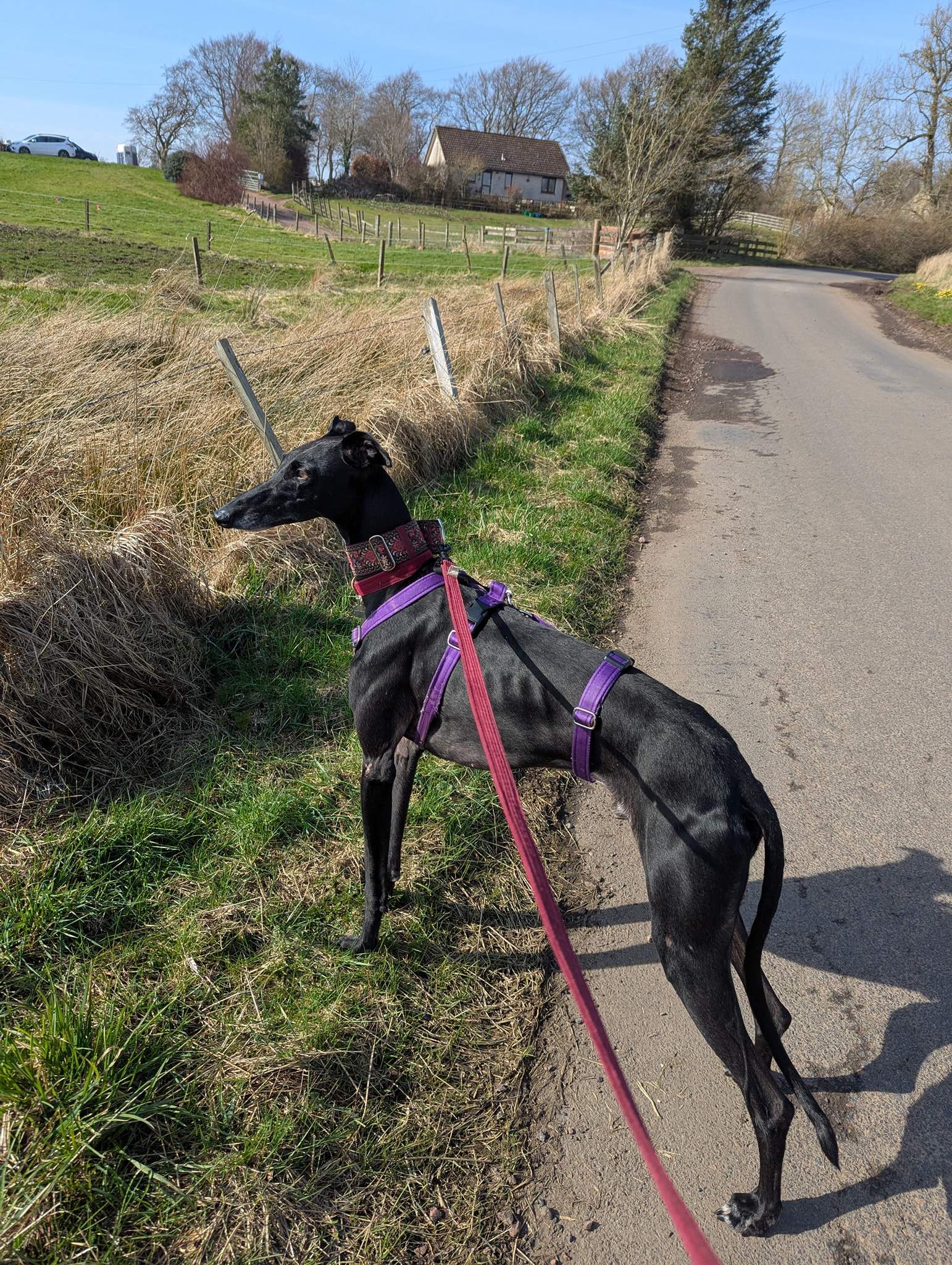 guijo_1250183090655310