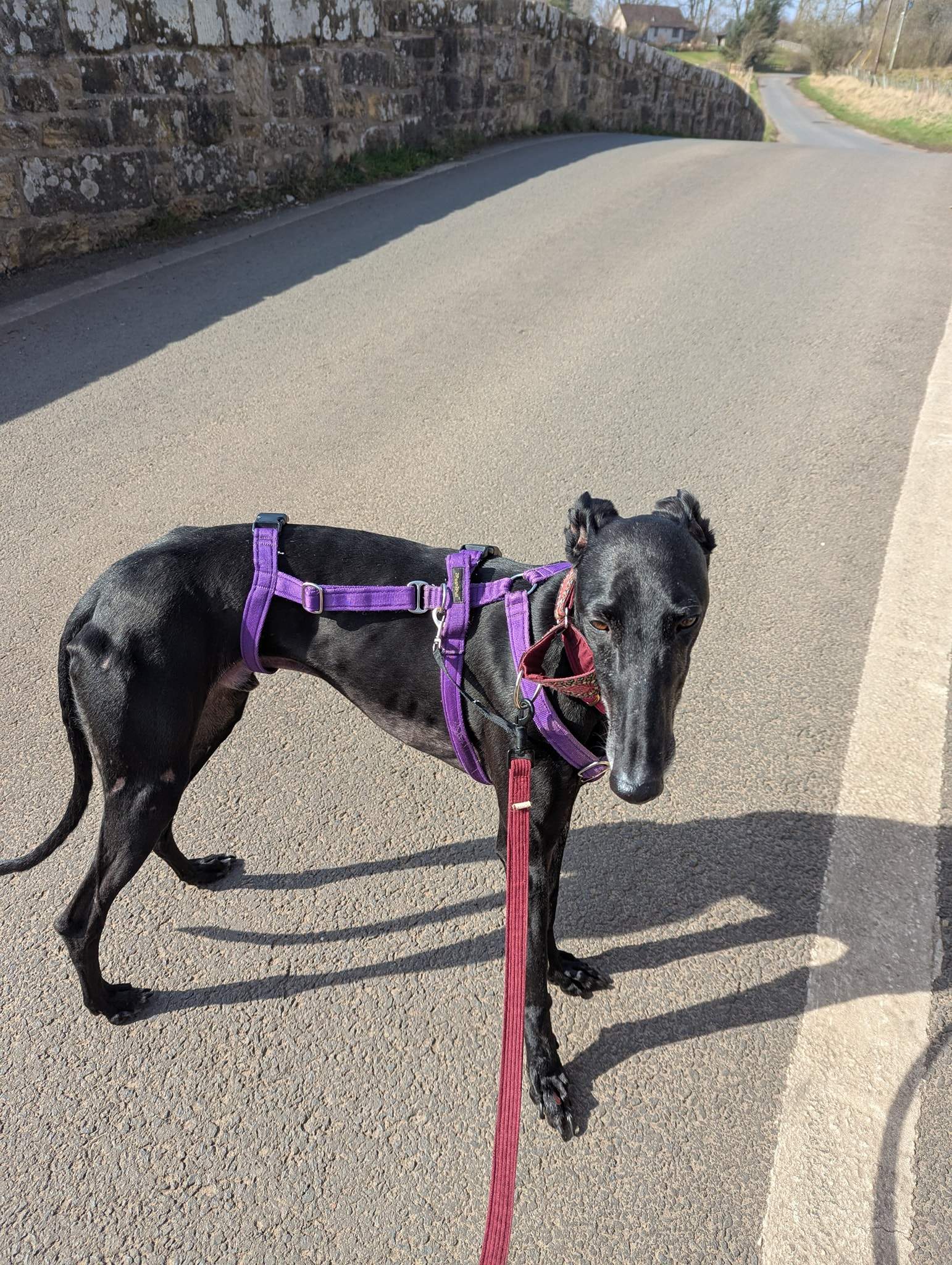 guijo_1250183133988639