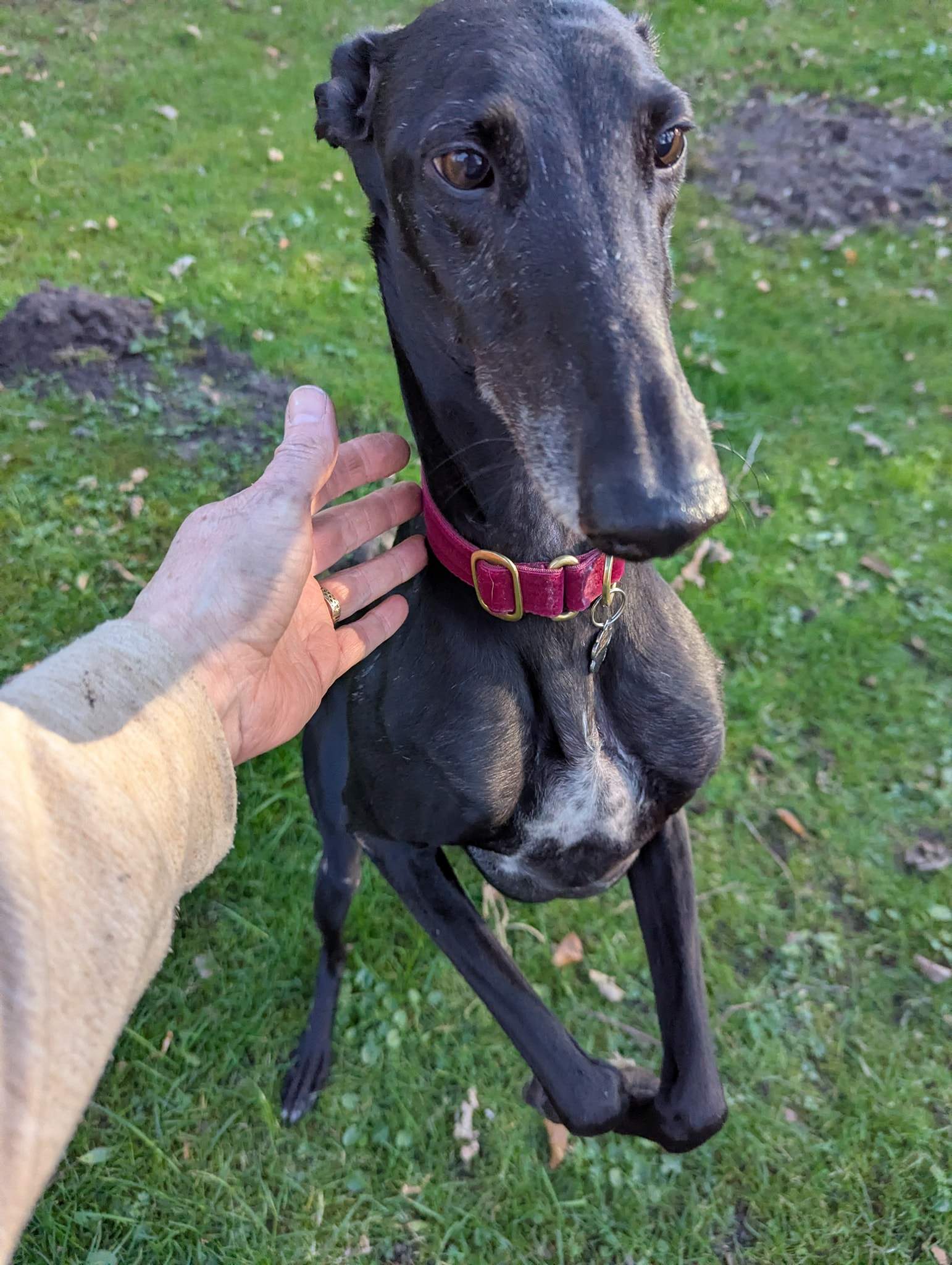 guijo_1250184940655125