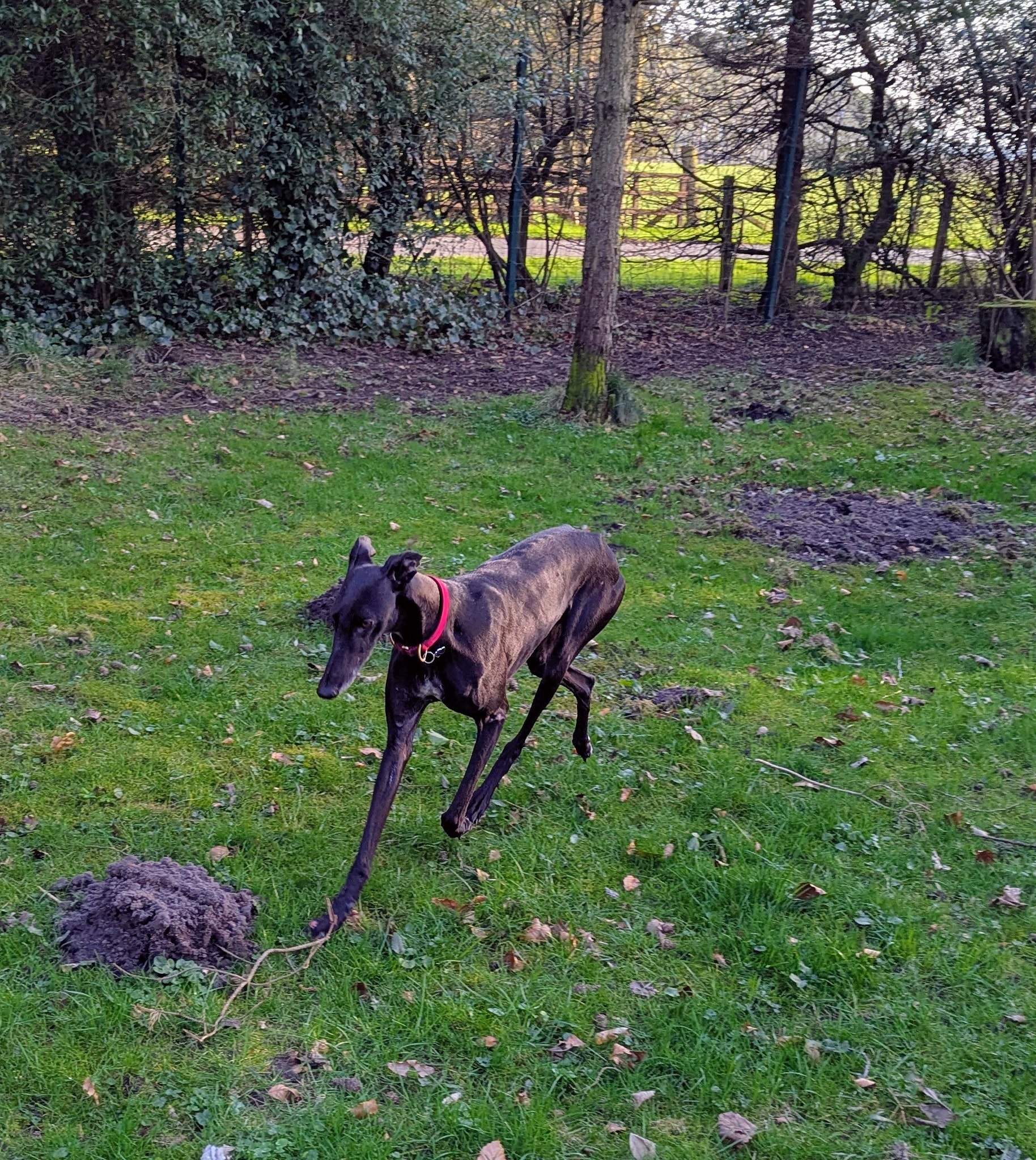 guijo_1250184987321787