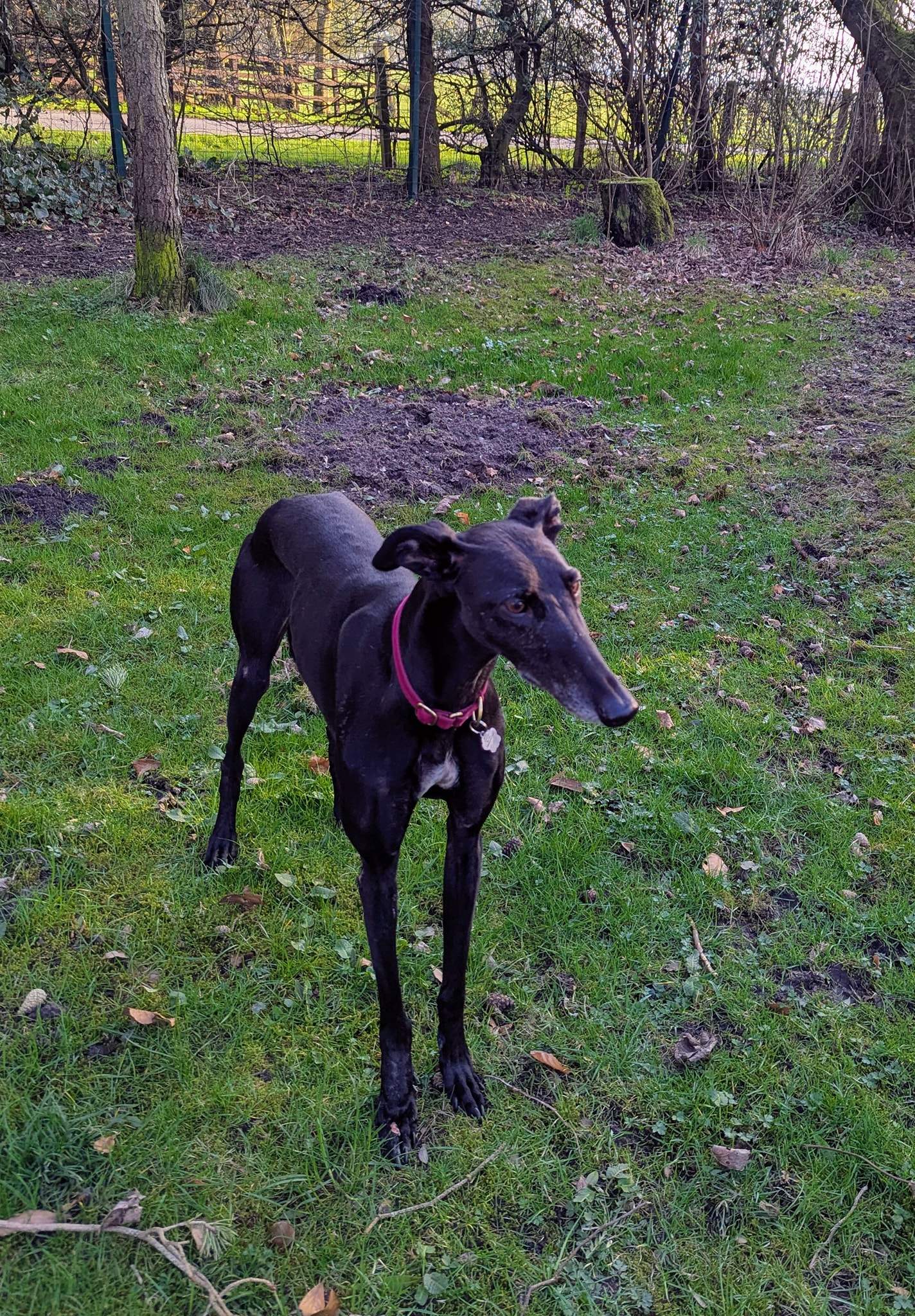 guijo_1250185020655117