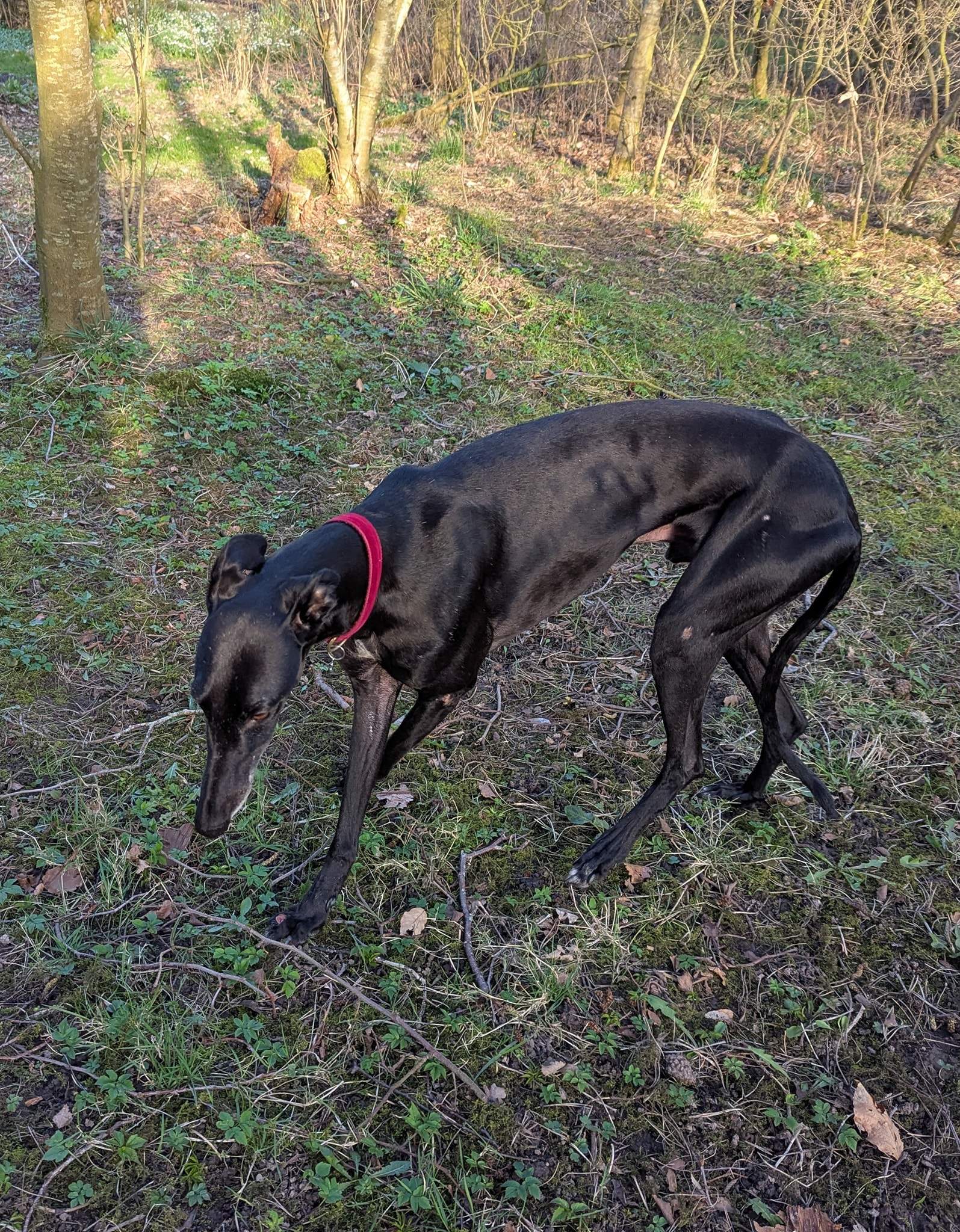 guijo_1250185080655111