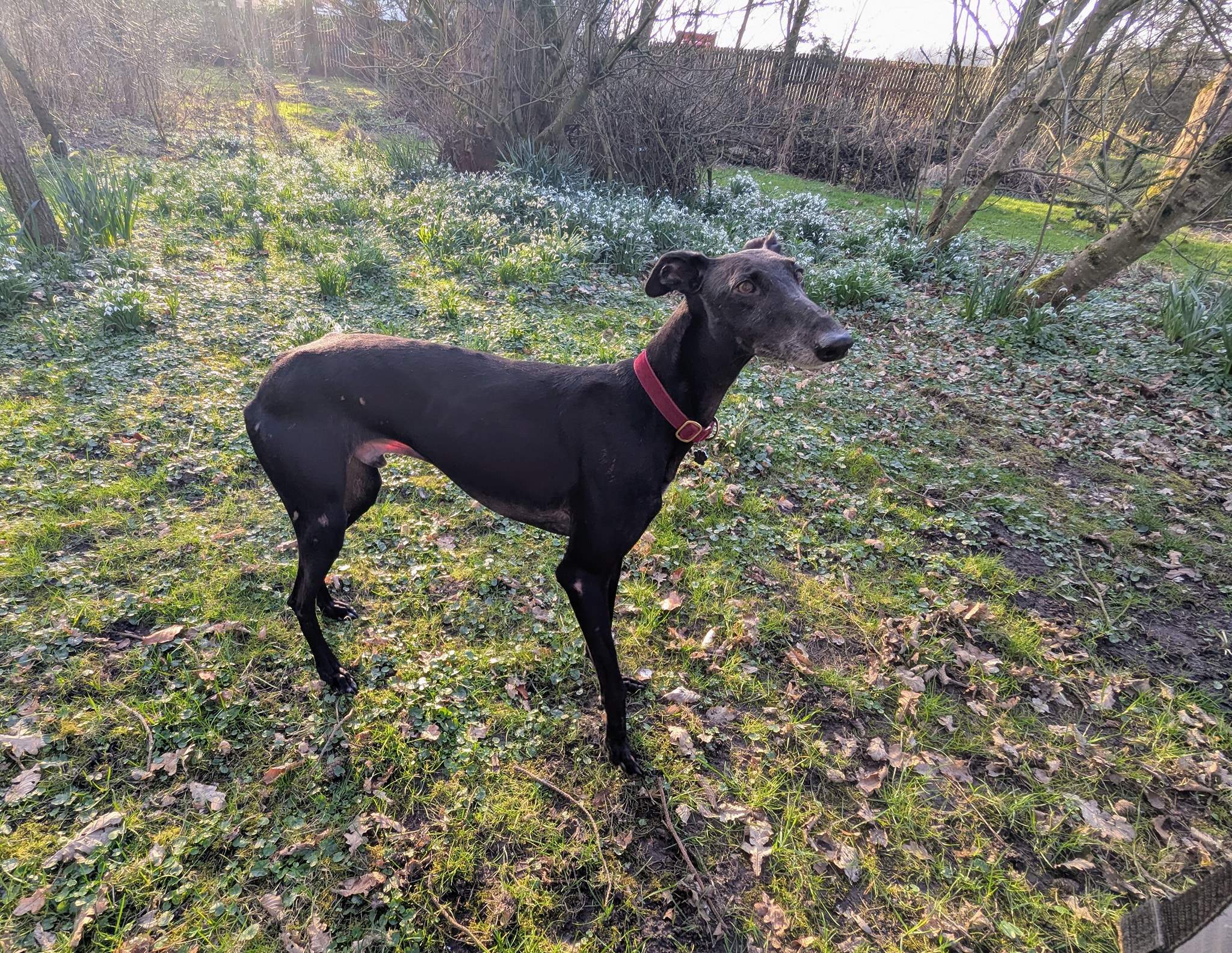 guijo_1250185150655104