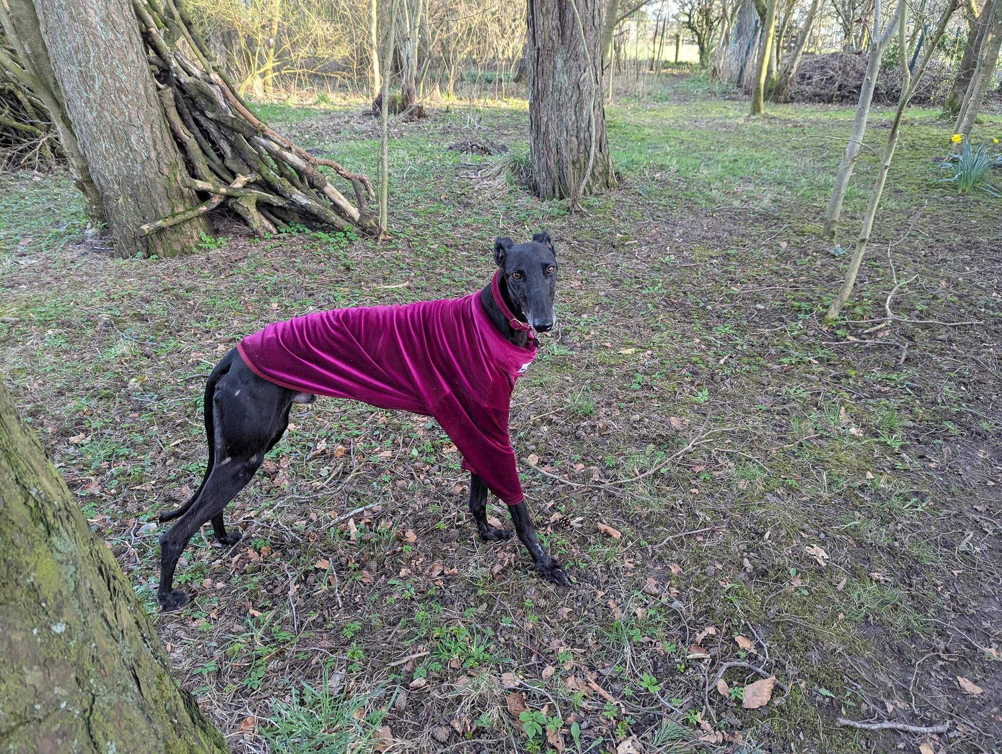 guijo_1251127980560821