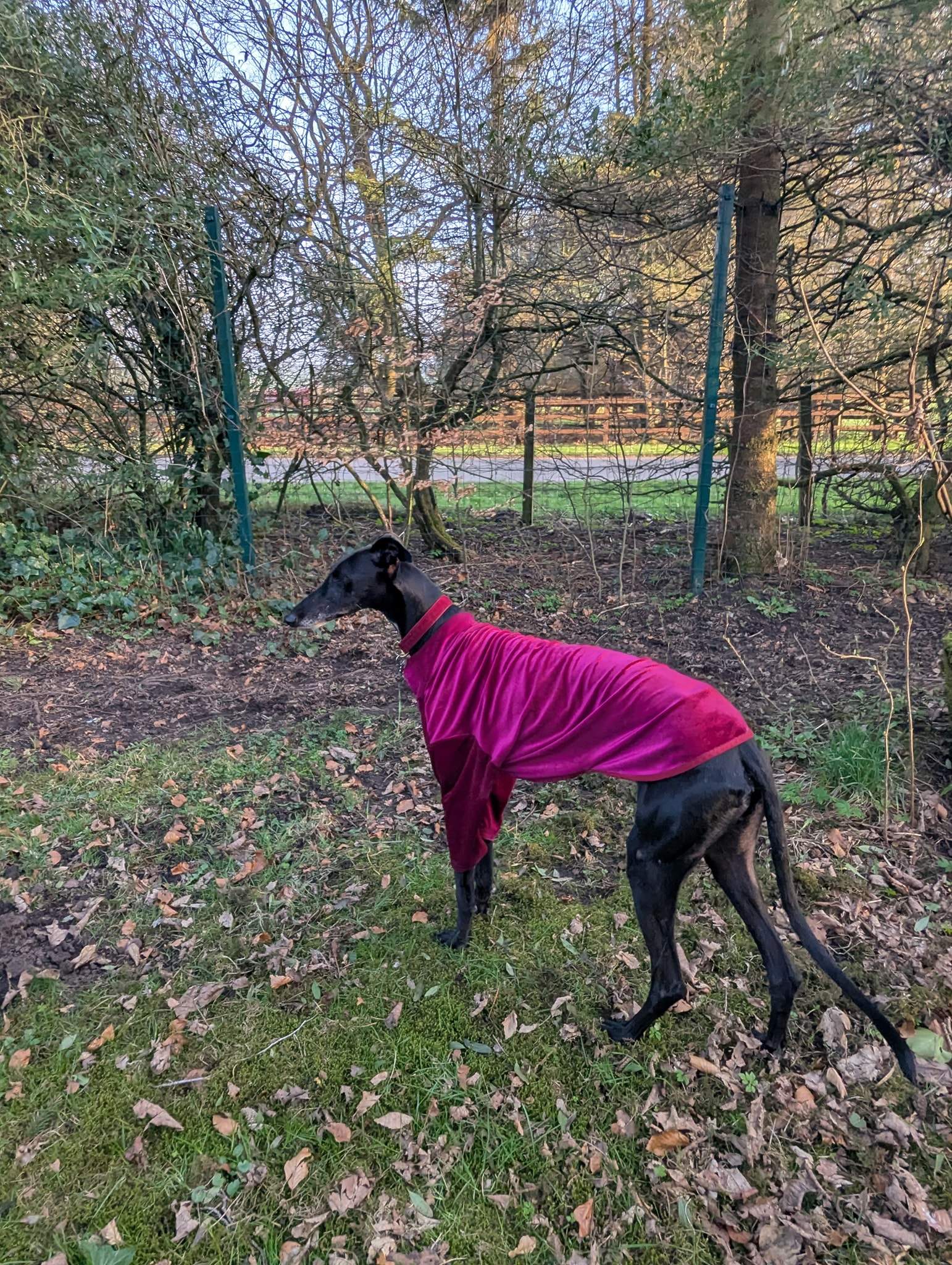 guijo_1251128027227483