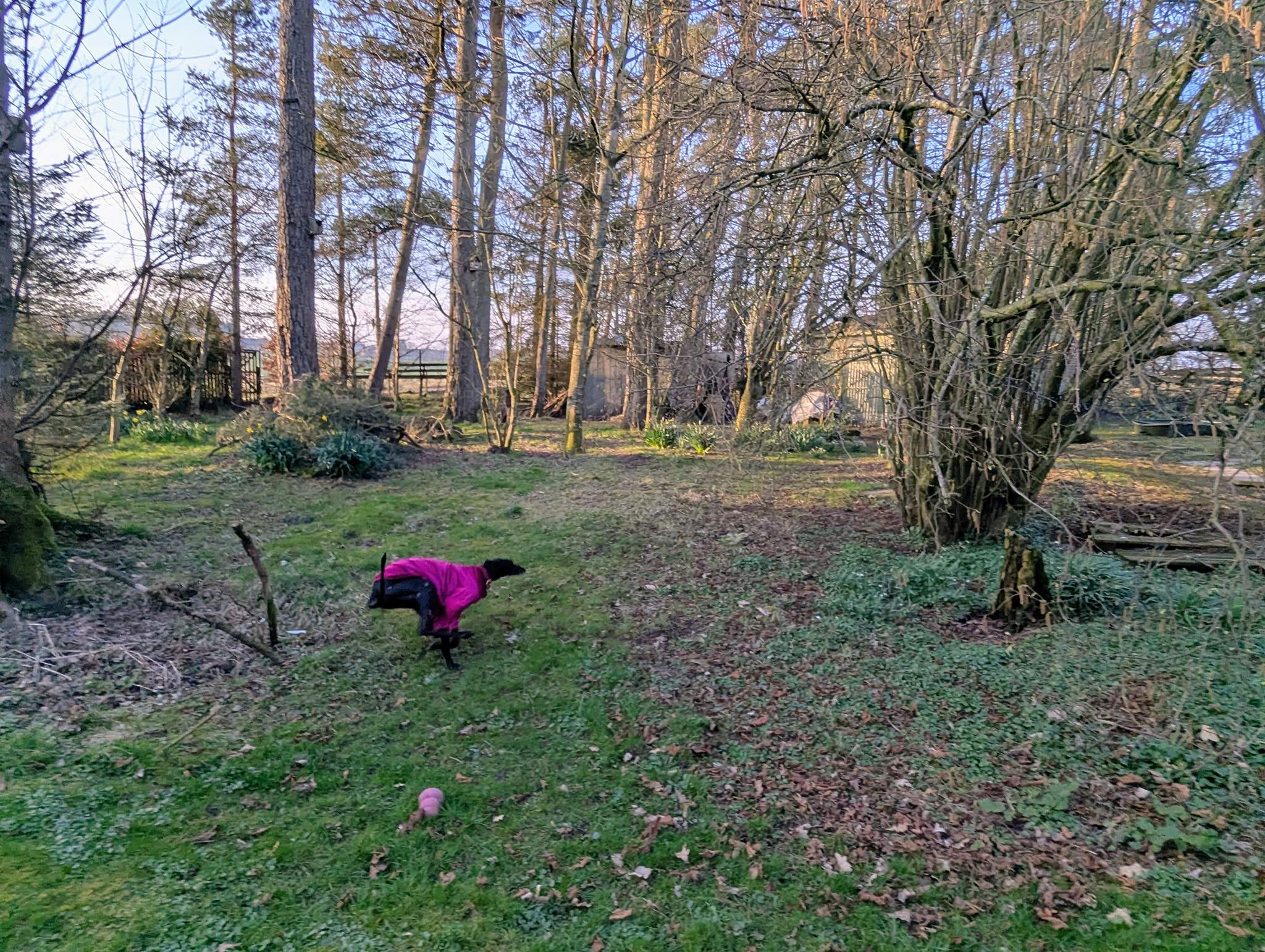 guijo_1251128070560812