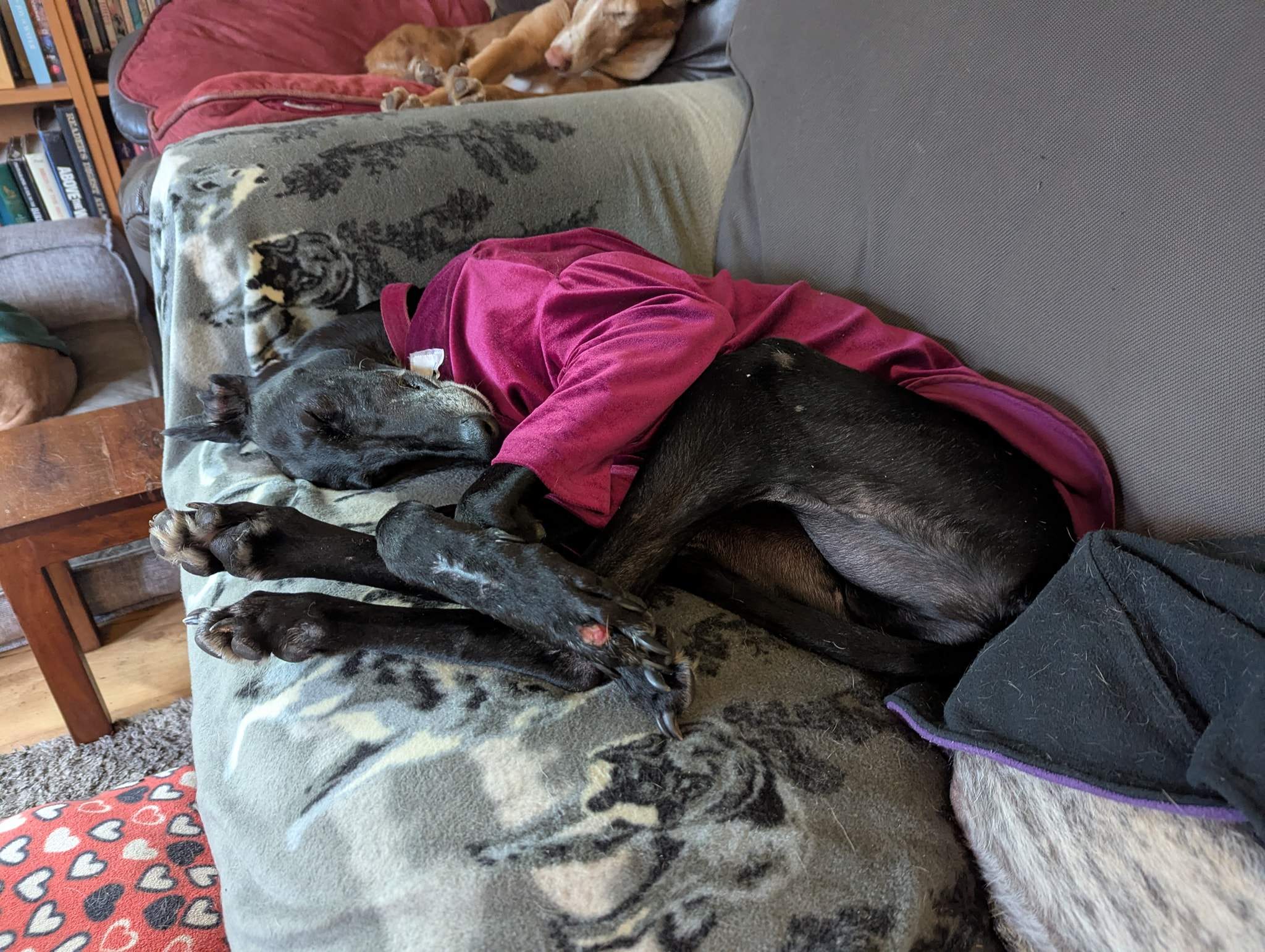 guijo_1254341380239481