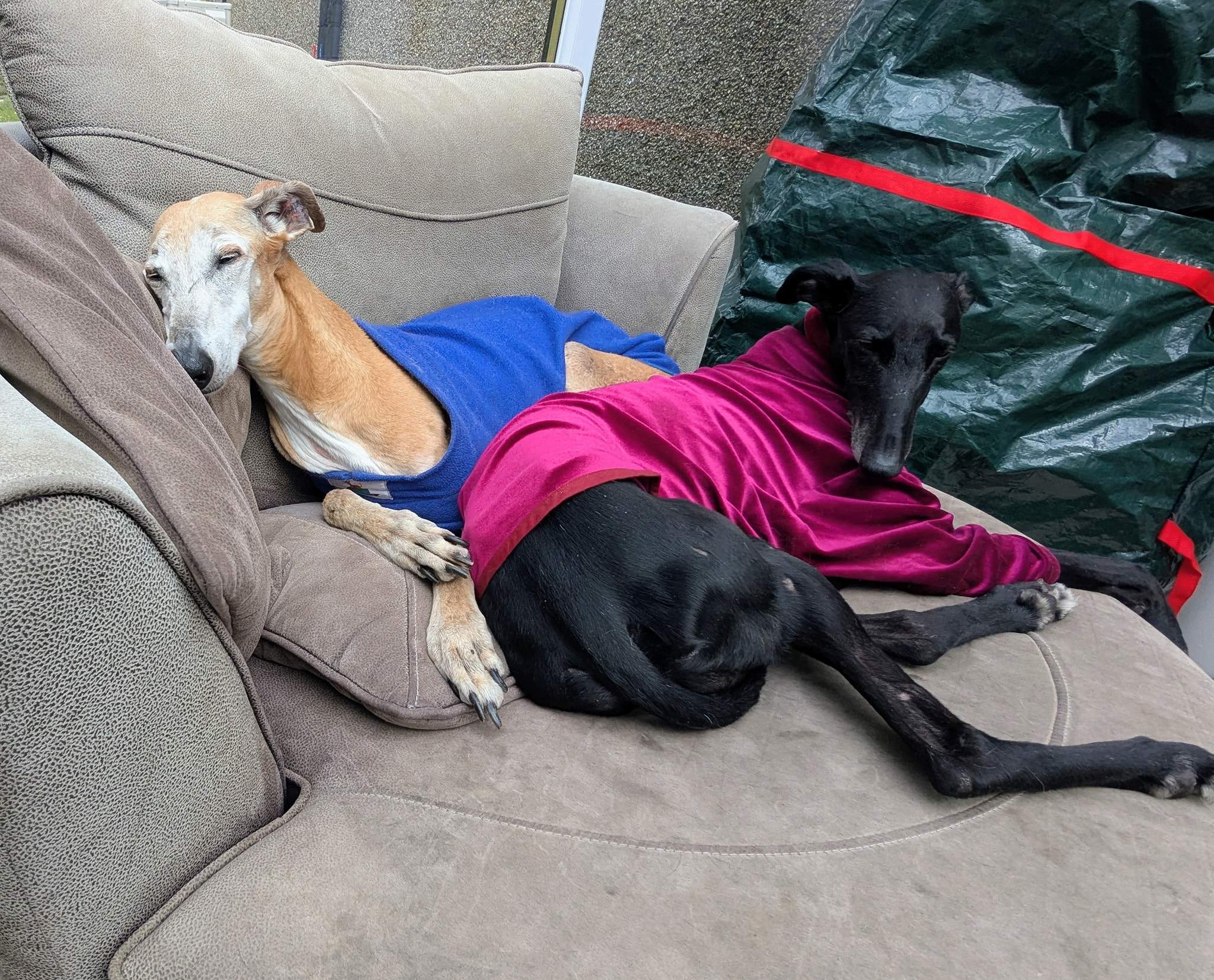 guijo_1258372893169663