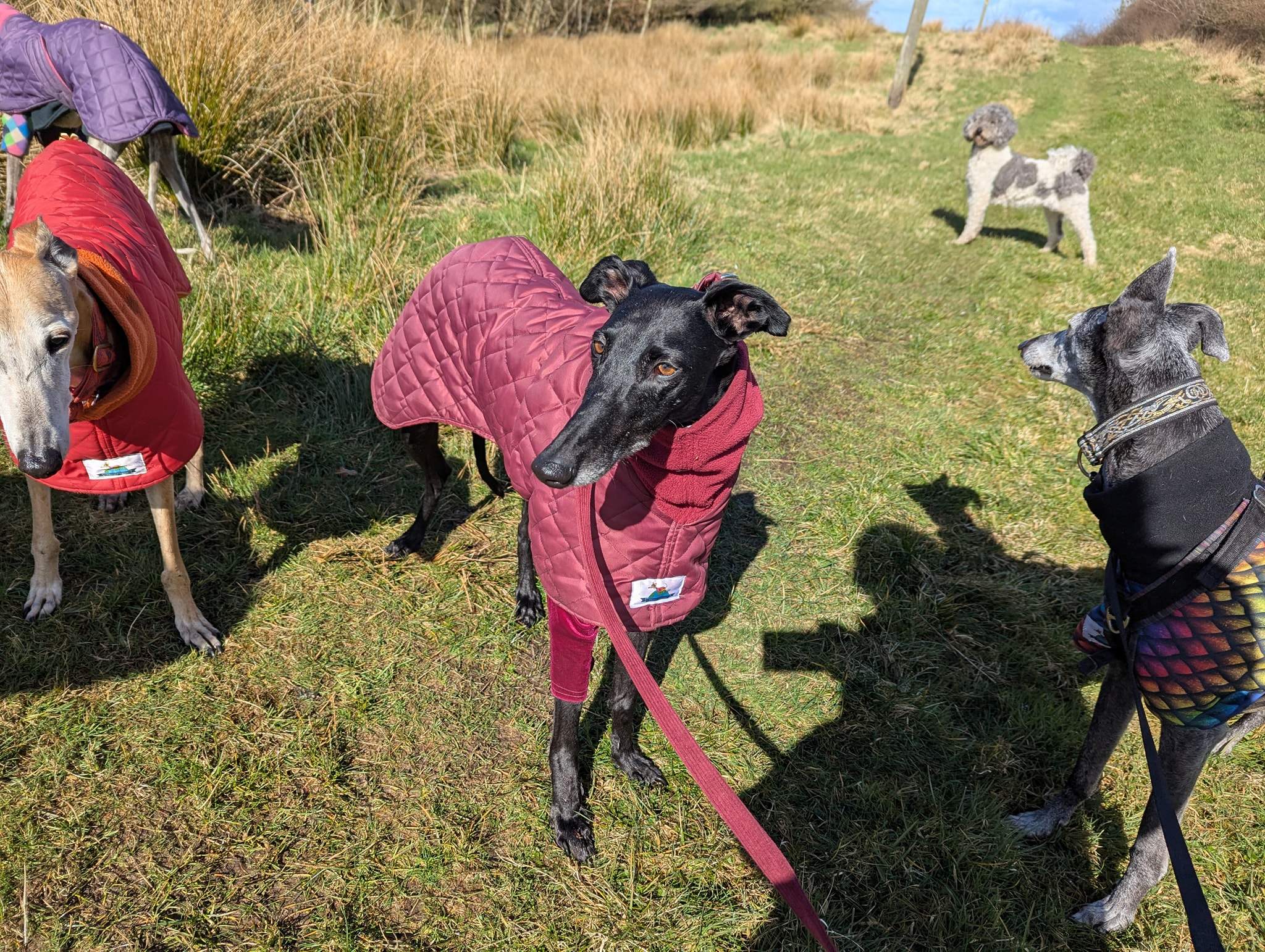 guijo_1258373033169649