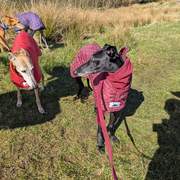 guijo_1258373063169646