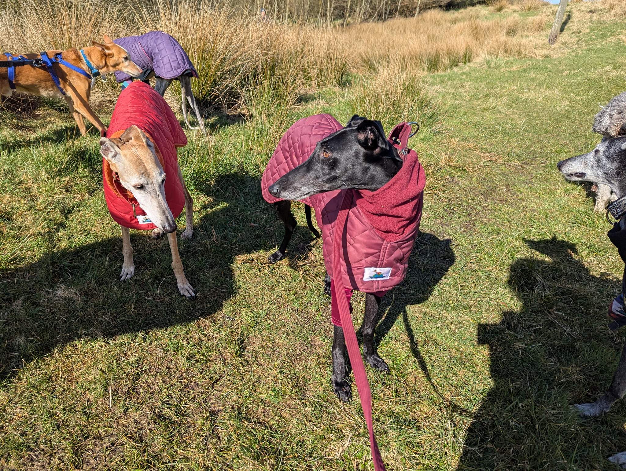 guijo_1258373063169646