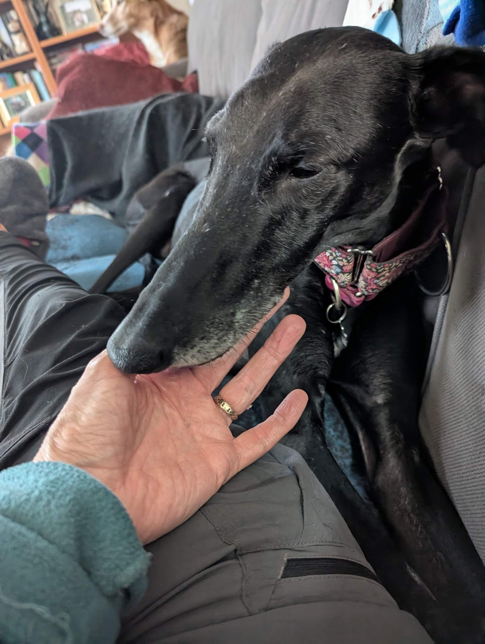 guijo_1266128889060730