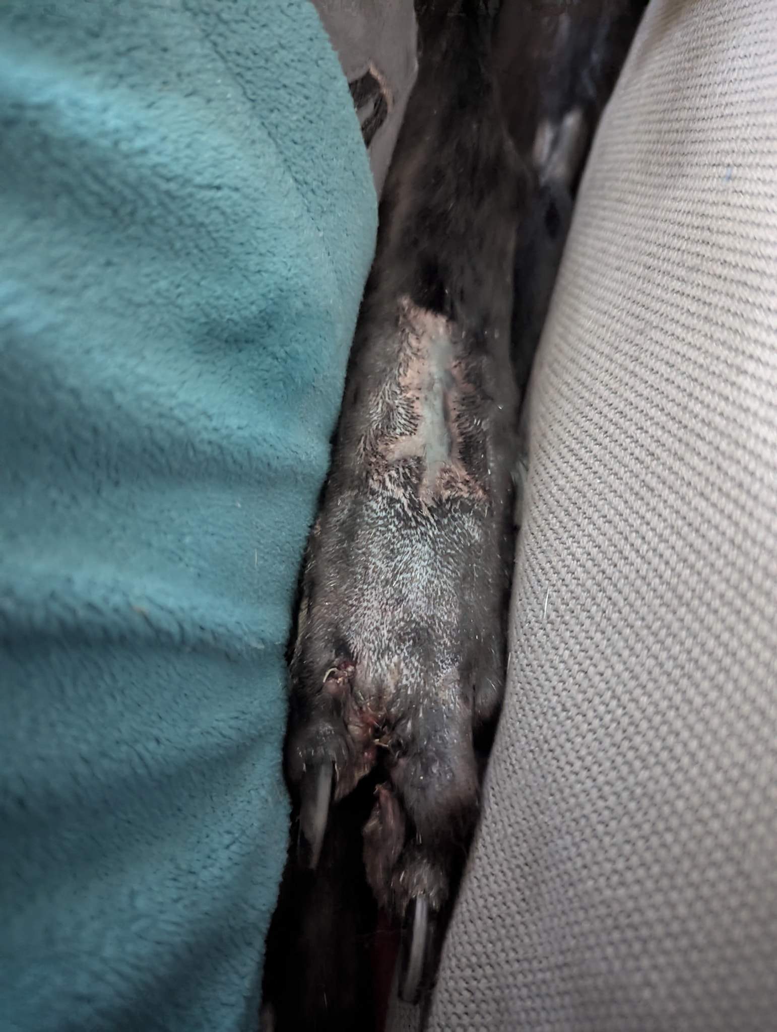 guijo_1266128919060727